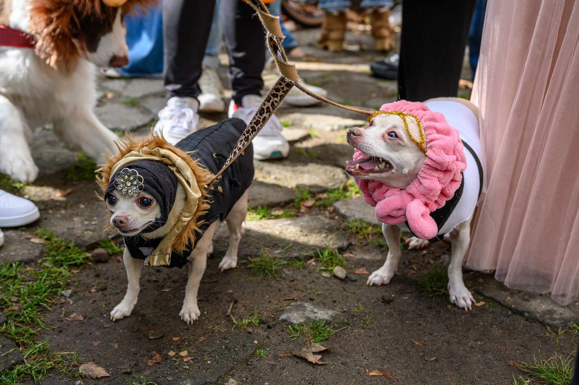 See The Winners Of The 20th Annual Great PUPkin Dog Costume