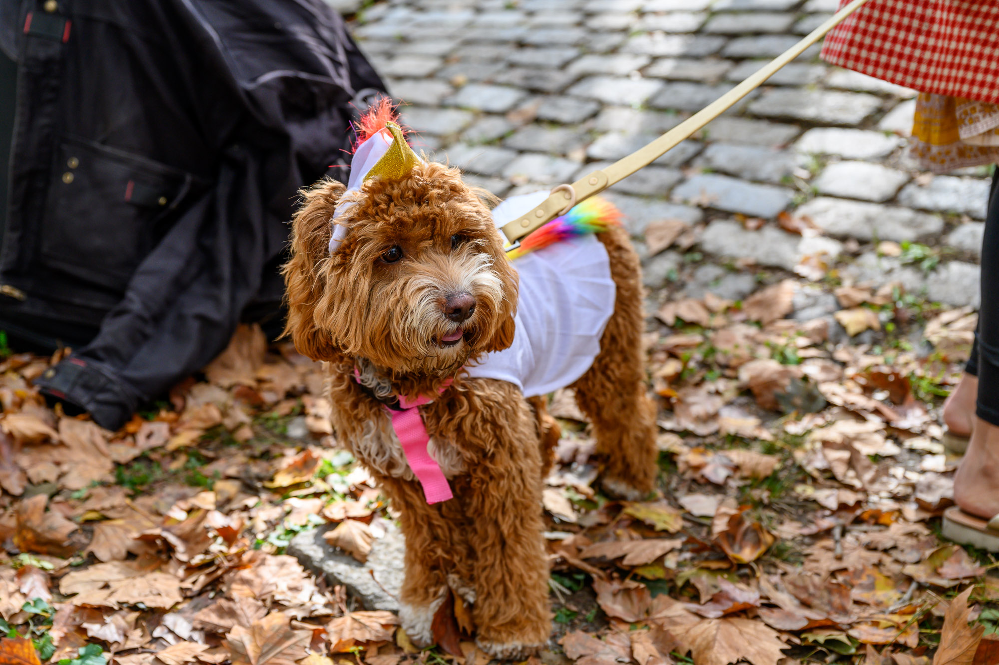 Great PUPkin Dog Costume Contest