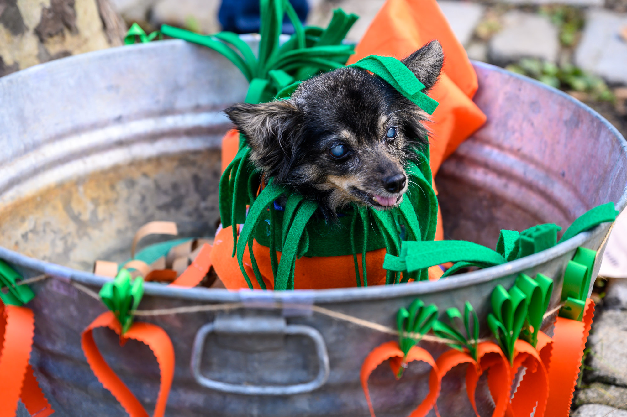 Vote in Halloween dog contest for Dearborn's 'Kenny' from Friends