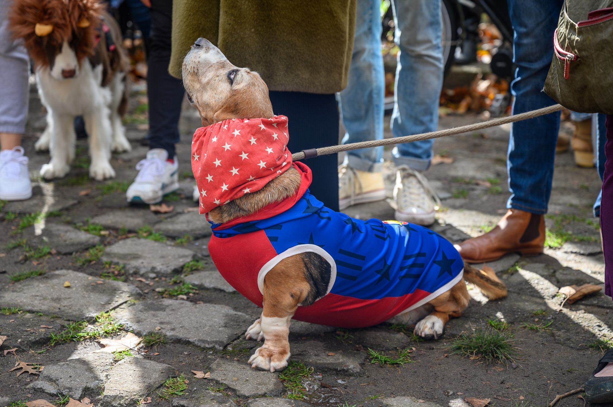 Cut4 on X: The @SFGiants held a dog costume contest, and ballpark