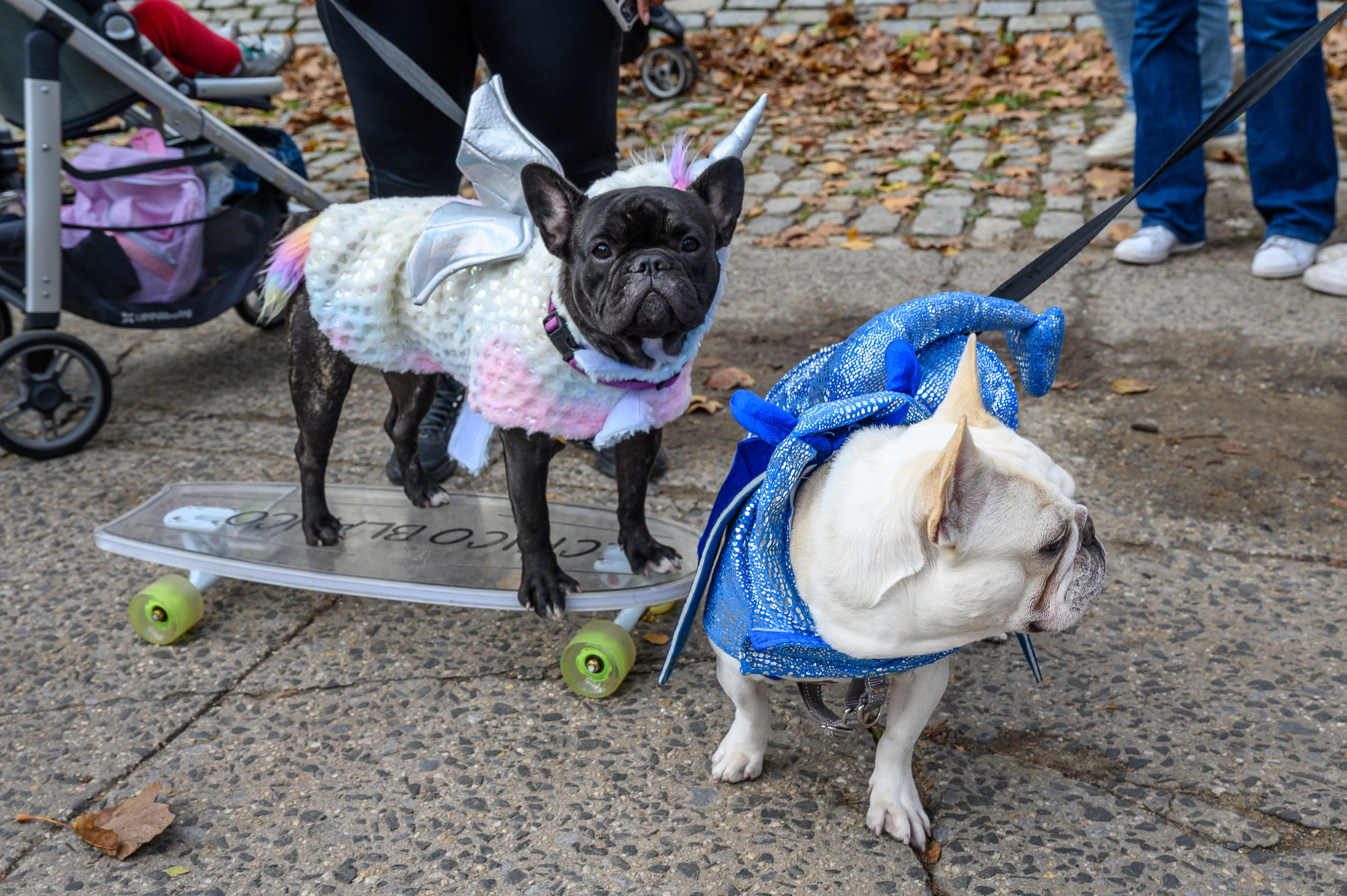 See The Winners Of The 20th Annual Great PUPkin Dog Costume