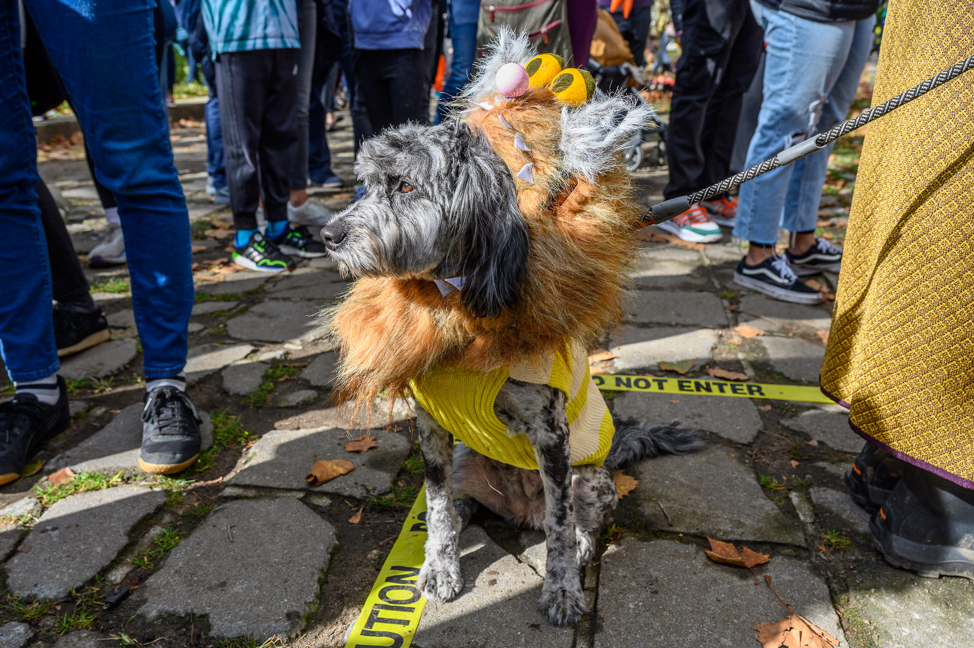 Photos: Fort Greene dog costume contest