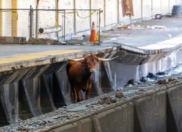 Bull on tracks delays NJ Transit service between NYC and Newark