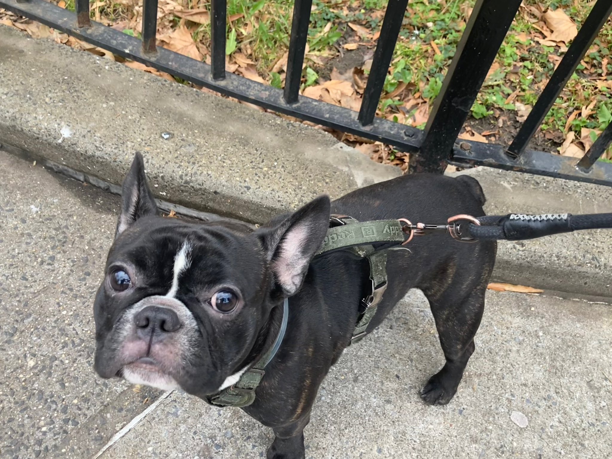 Brooklyn teen charged and released for armed bulldog theft, Queens DA says