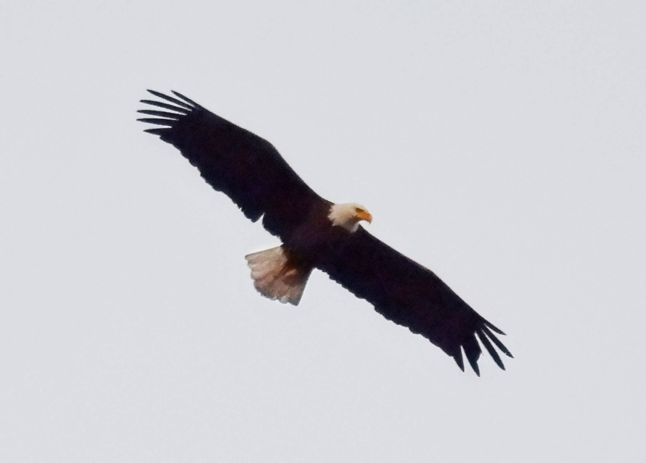 Beloved NYC bald eagle Rover, reported dead after vehicle collision