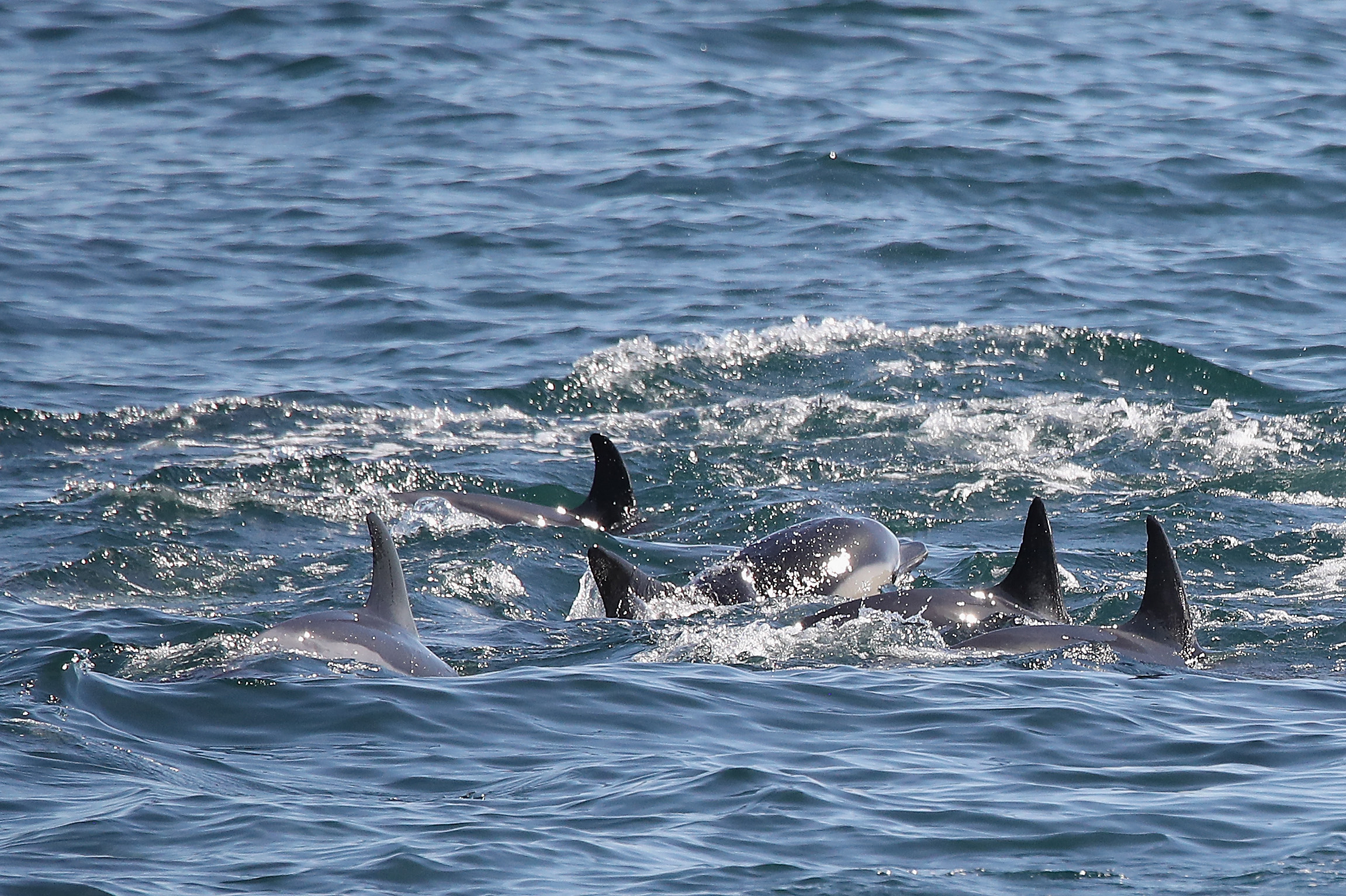 Dolphins spotted in the Bronx River Dolphins spotted in the Bronx River