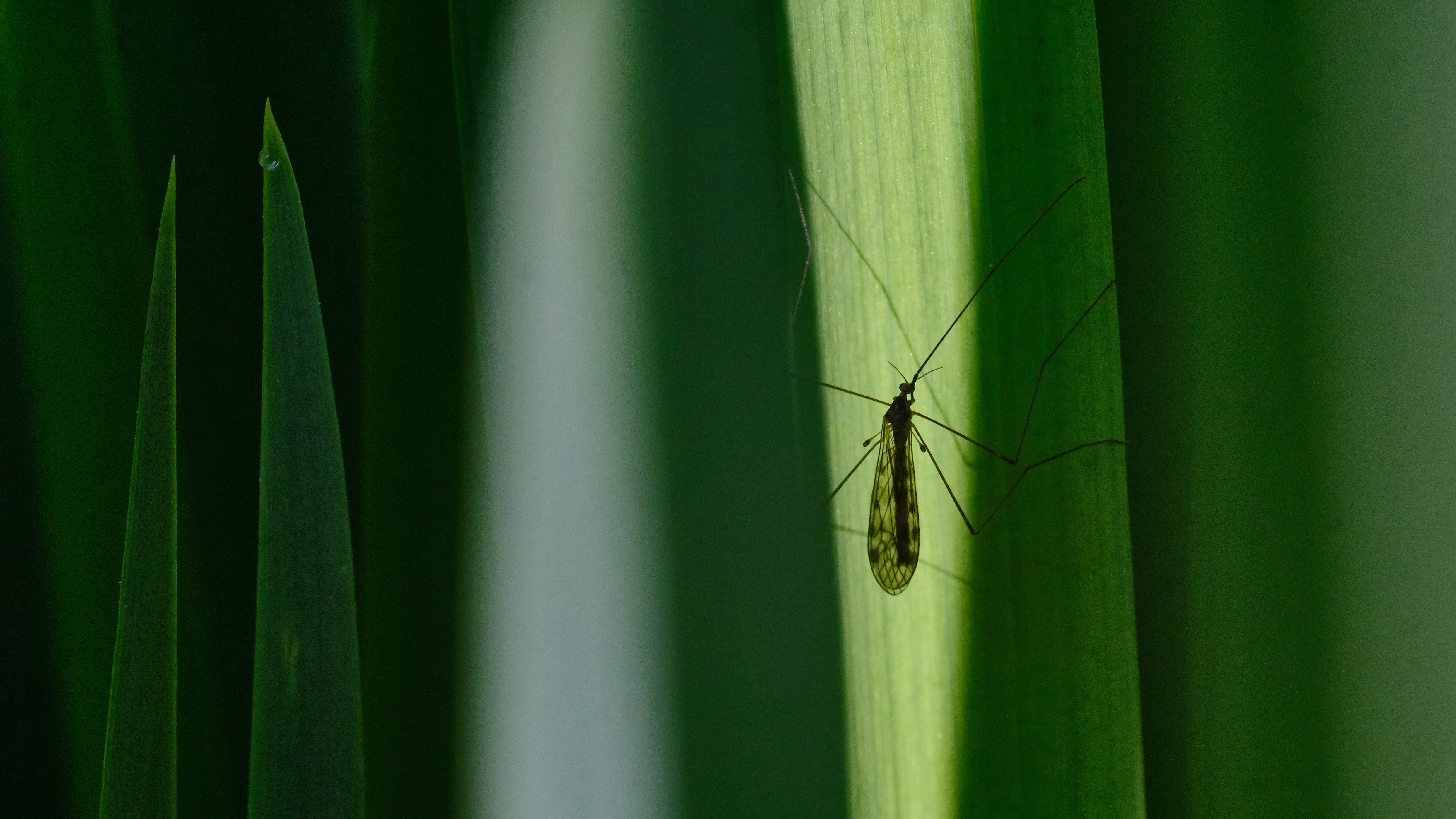 Parts of the Bronx, Queens to be sprayed for mosquitos next week