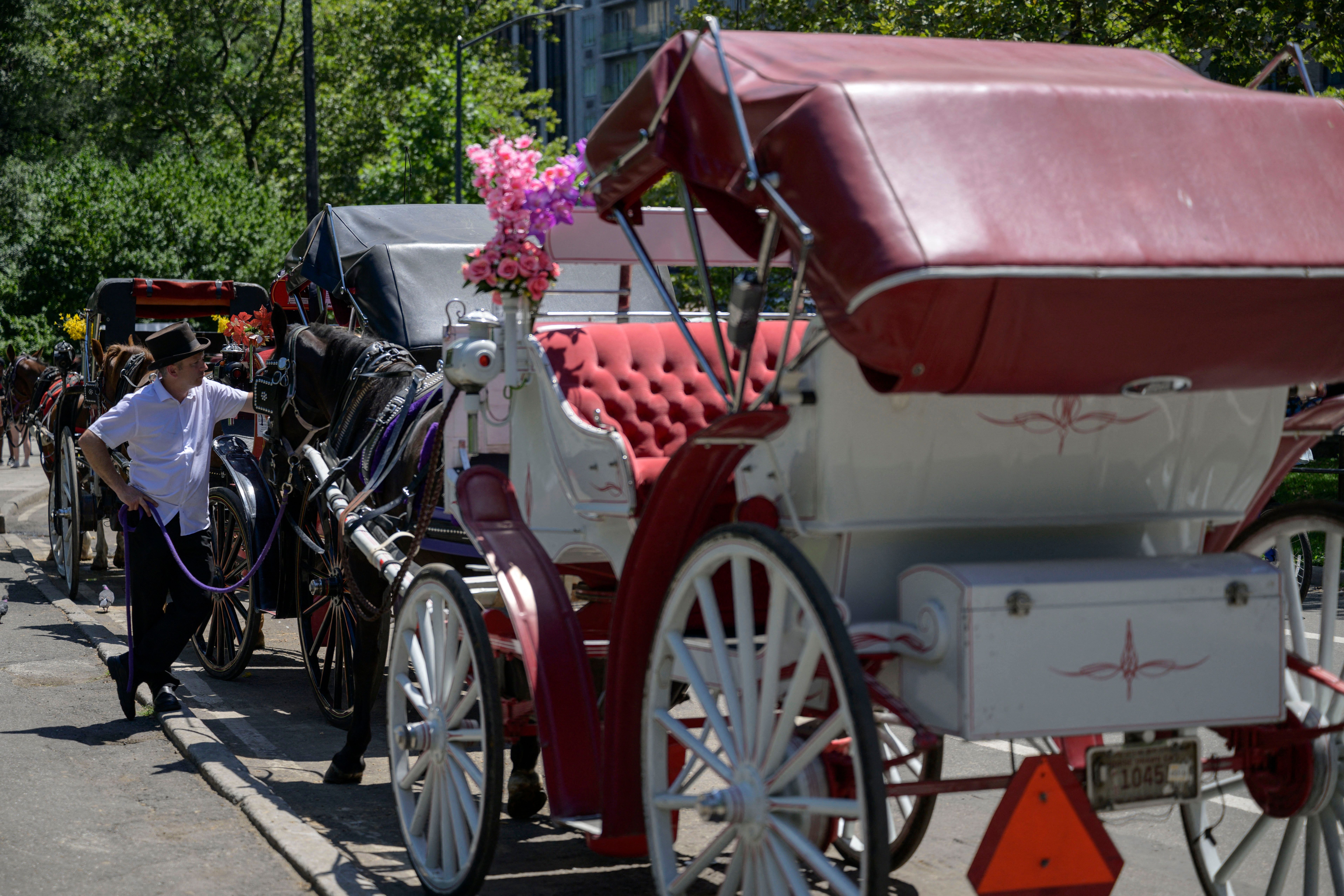 Carriage horse drivers’ union proposes industry reforms