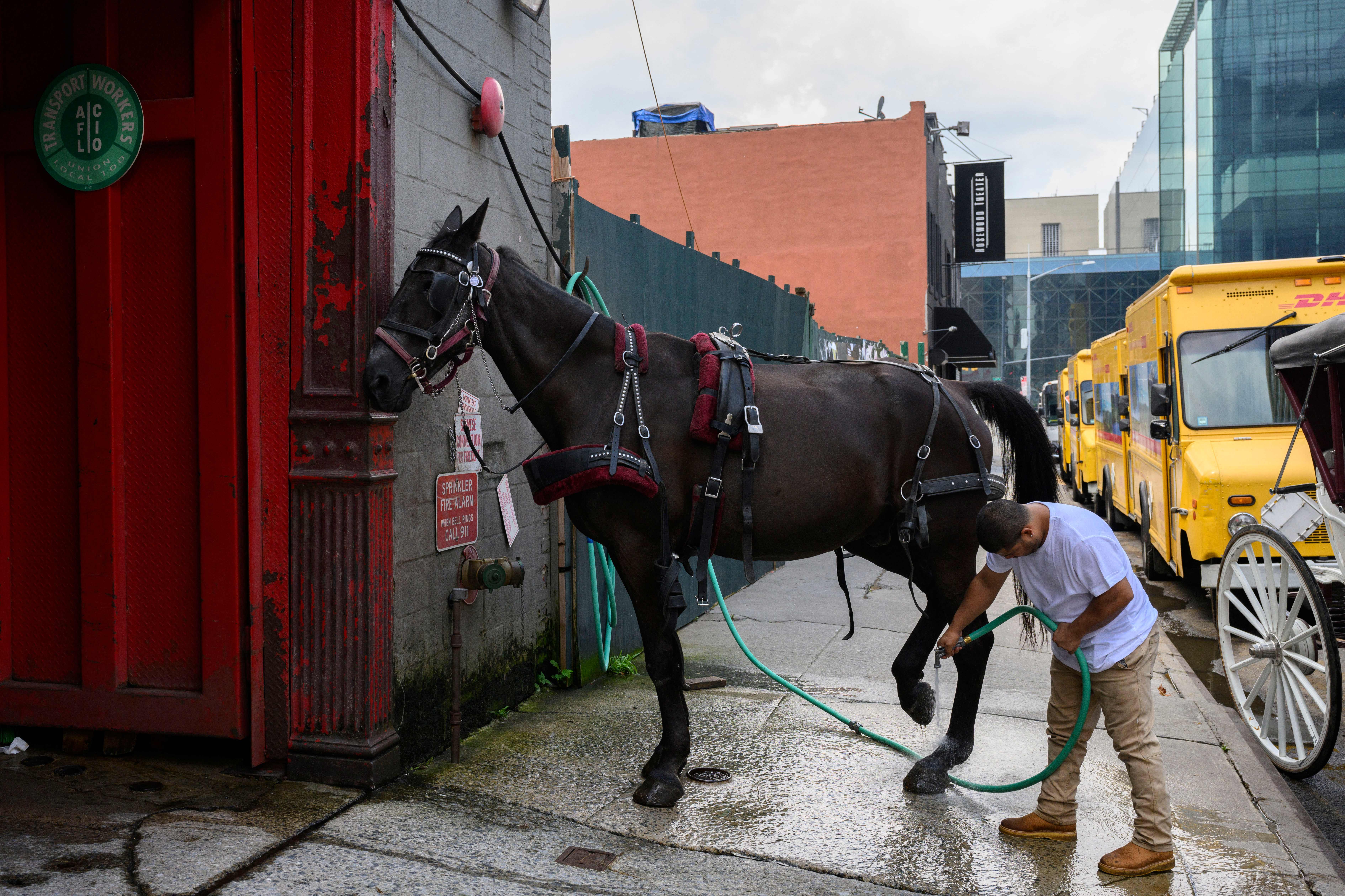 NYC horse carriage driver&rsquo;s arrest renews calls for industry reform