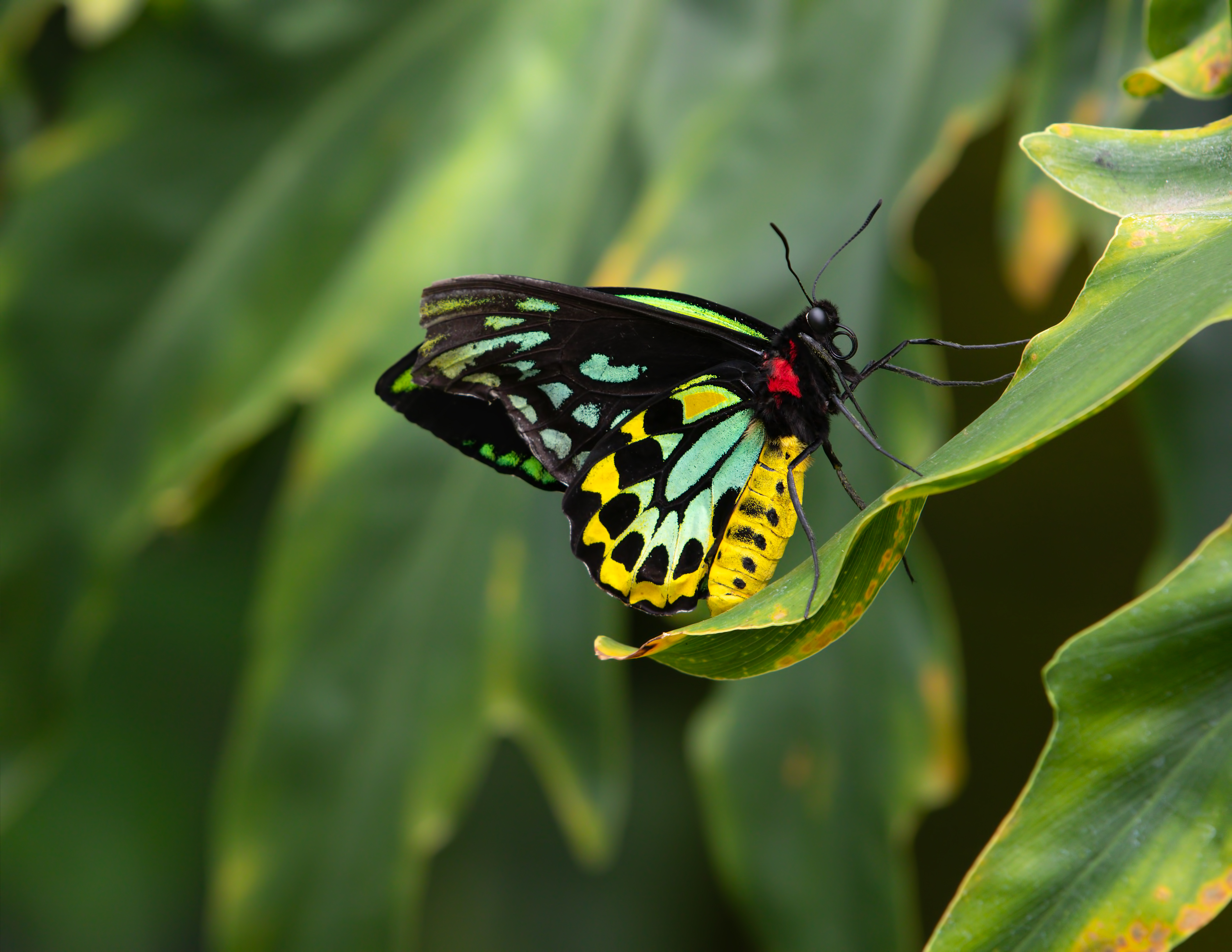 Long Island man accused of trafficking more than $200,000 worth of butterflies, insects