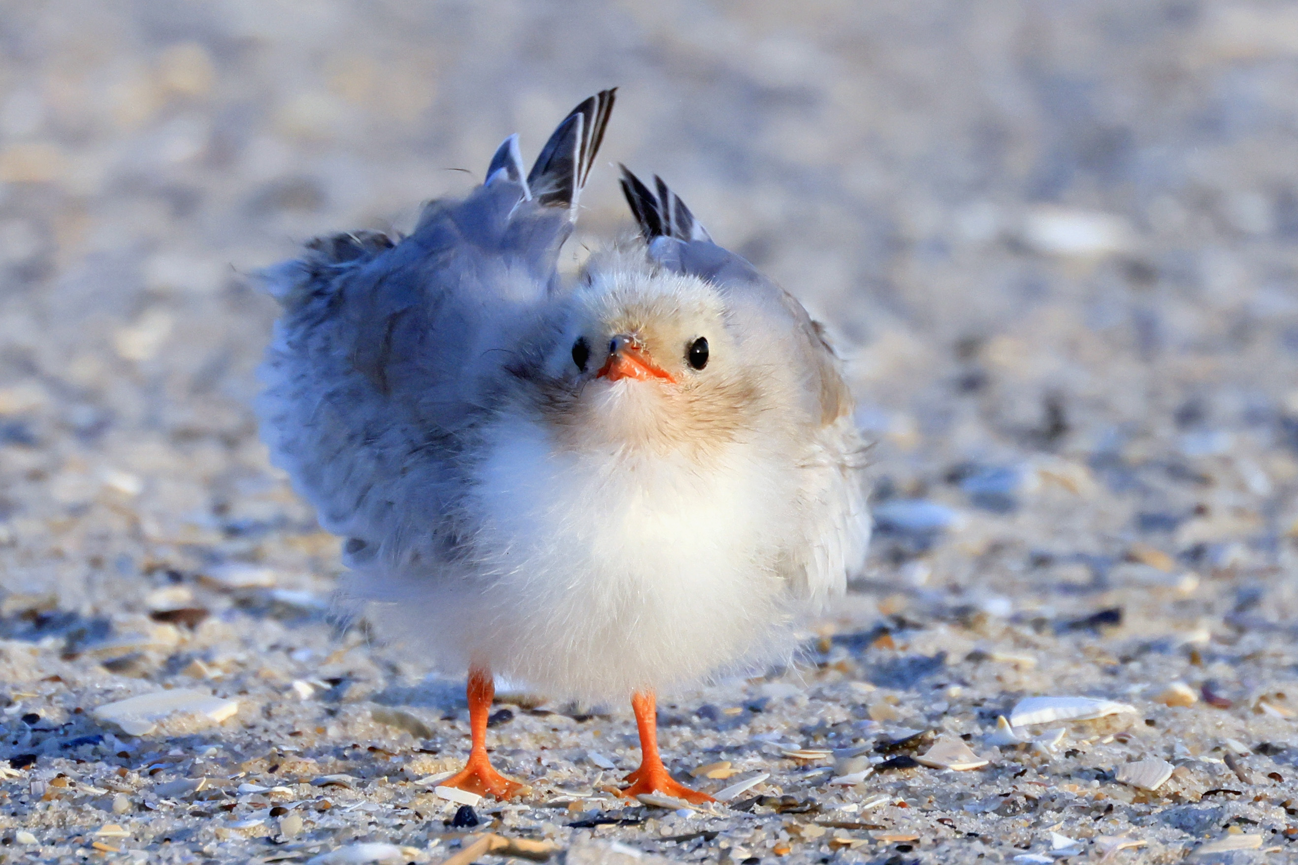 Volunteers hit Queens beach to protect piping plovers