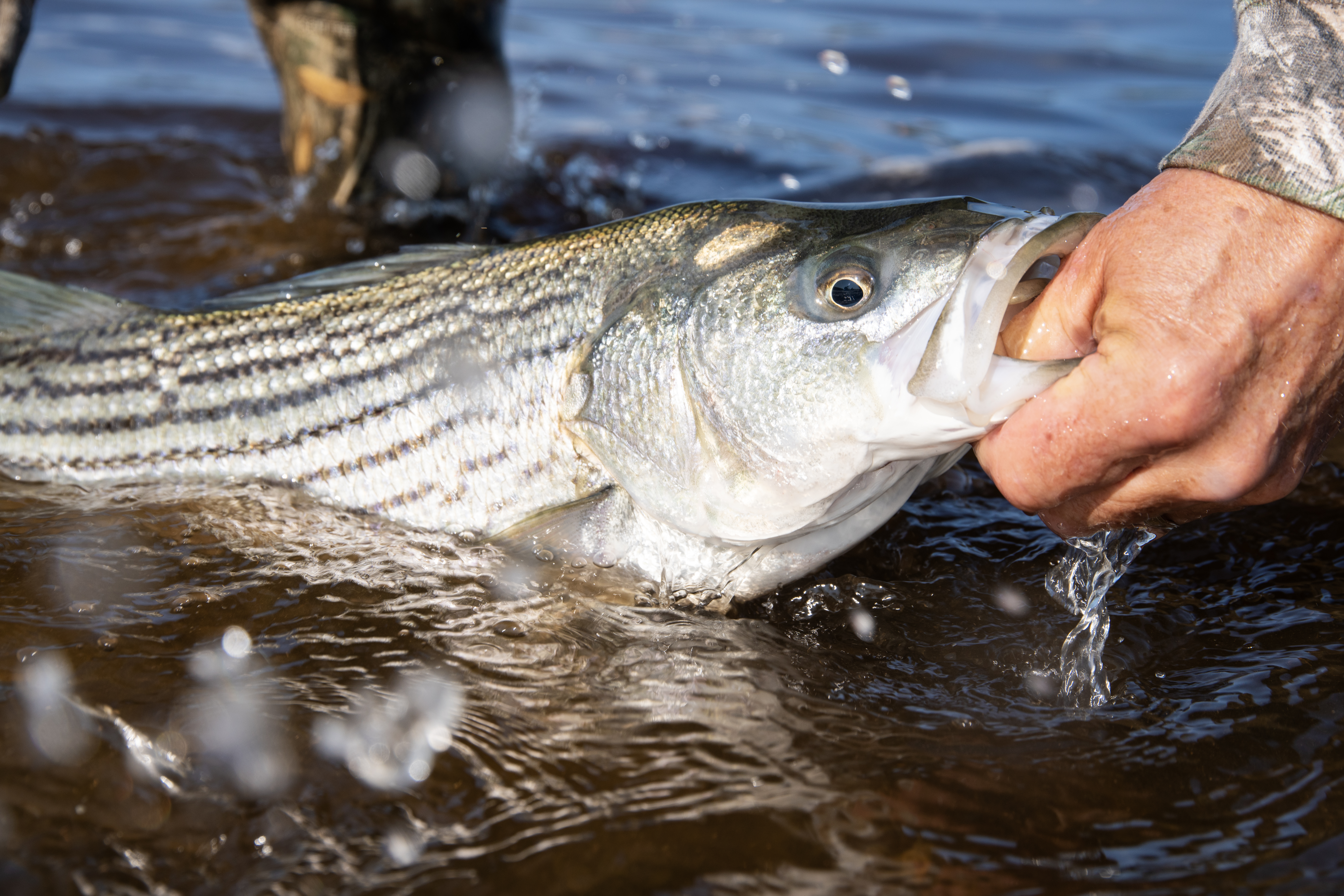 Striped bass, a favorite of NYC anglers, sharply declining in Hudson River  - Gothamist