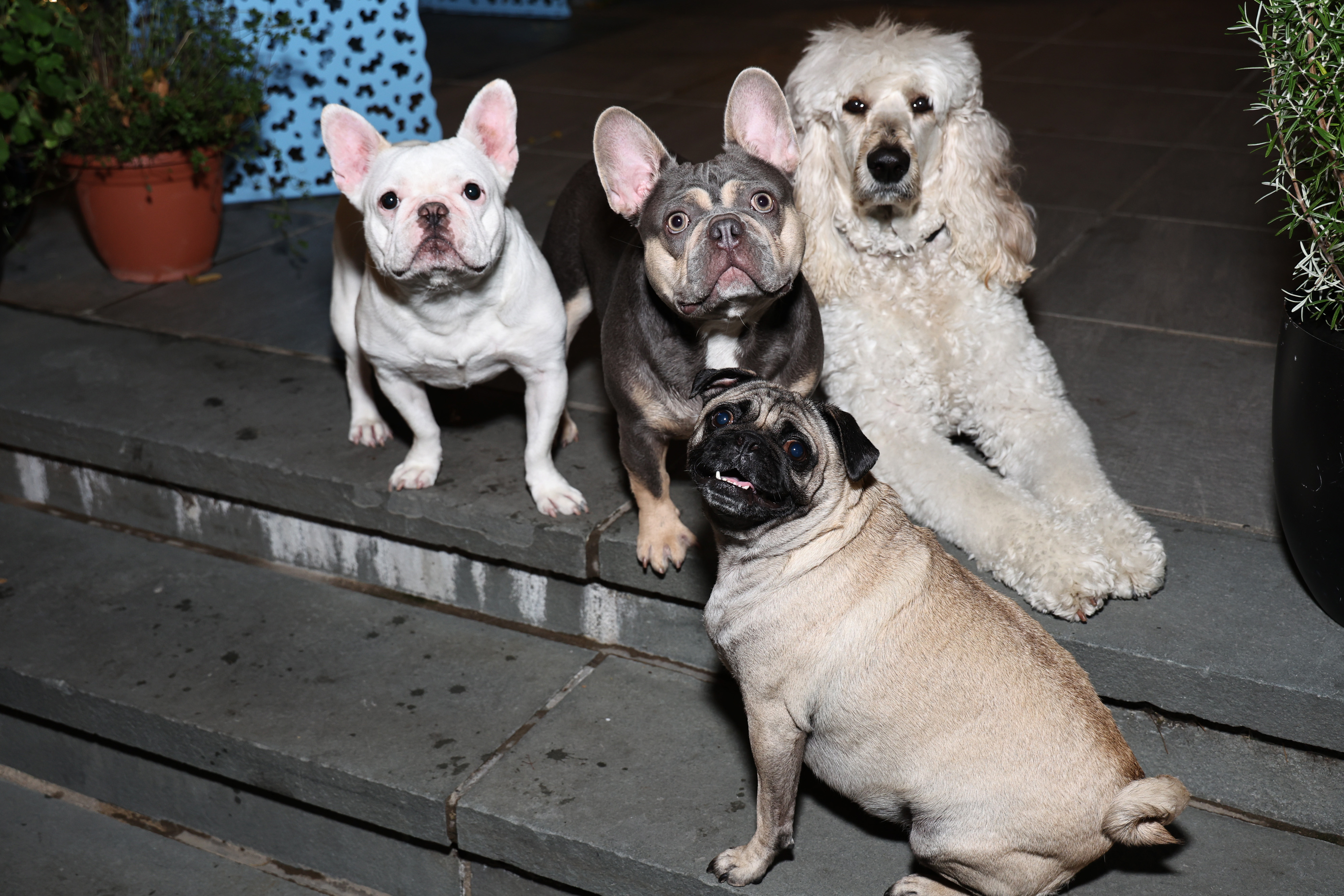 NYC so far spared mysterious respiratory illness making dogs sick NYC so far spared mysterious respiratory illness making dogs sick