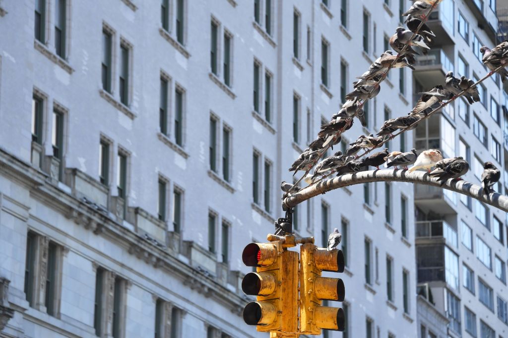 Adams administration asks Albany for more red-light cameras