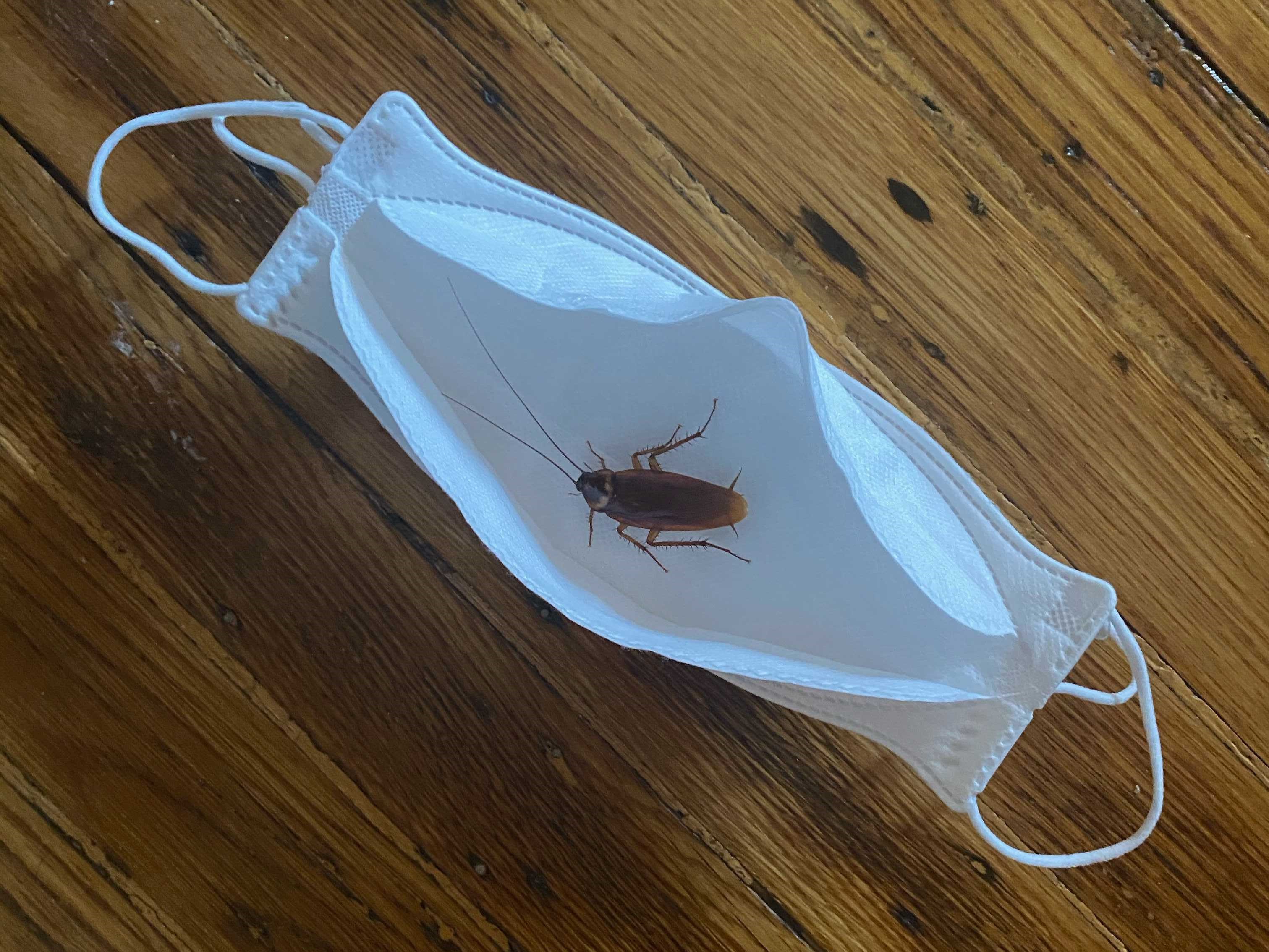 Pandemic Adds Roach Infestations To Its List of Living Nightmares