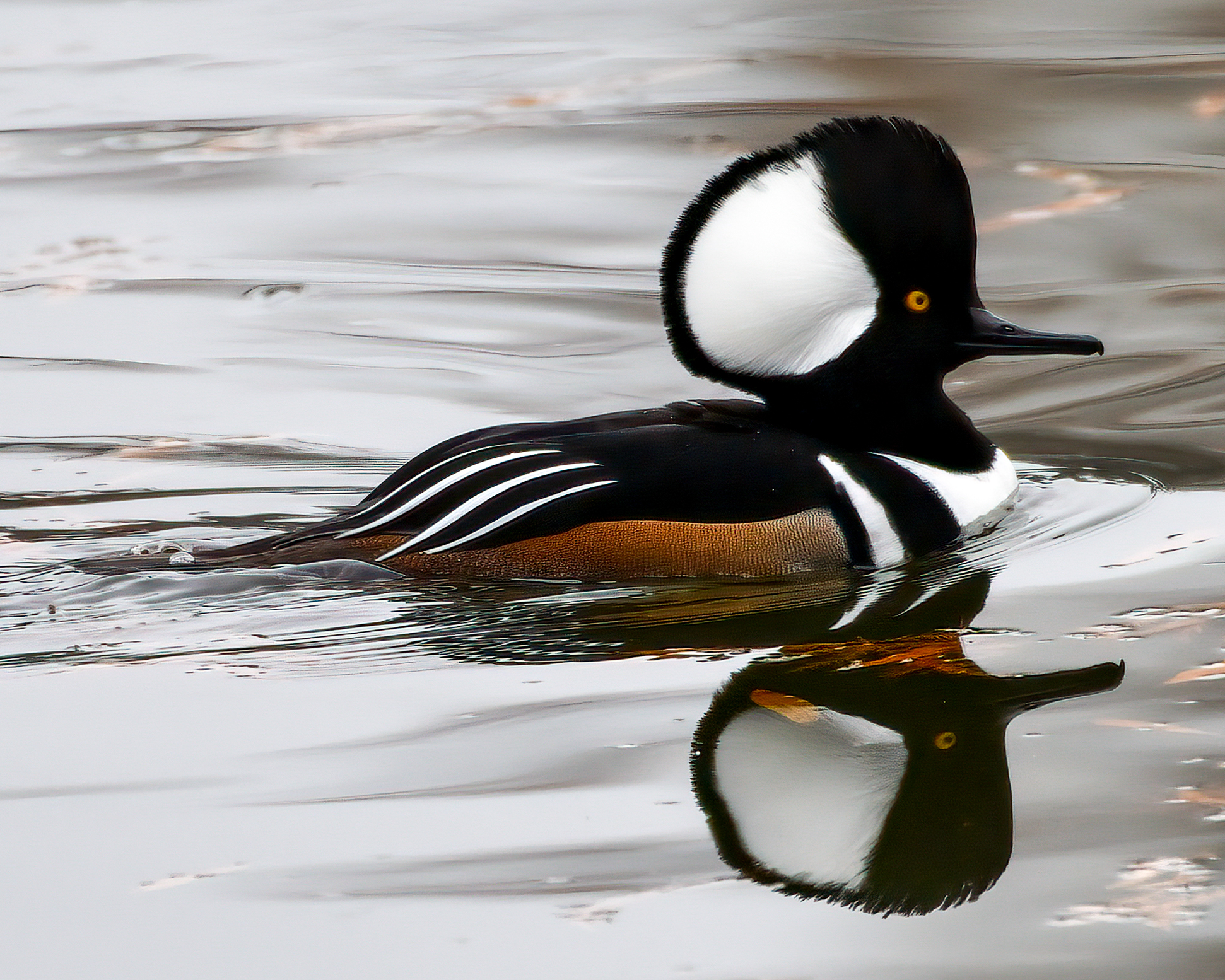 Keep an eye out for these 'weird ducks' this winter in Michigan 