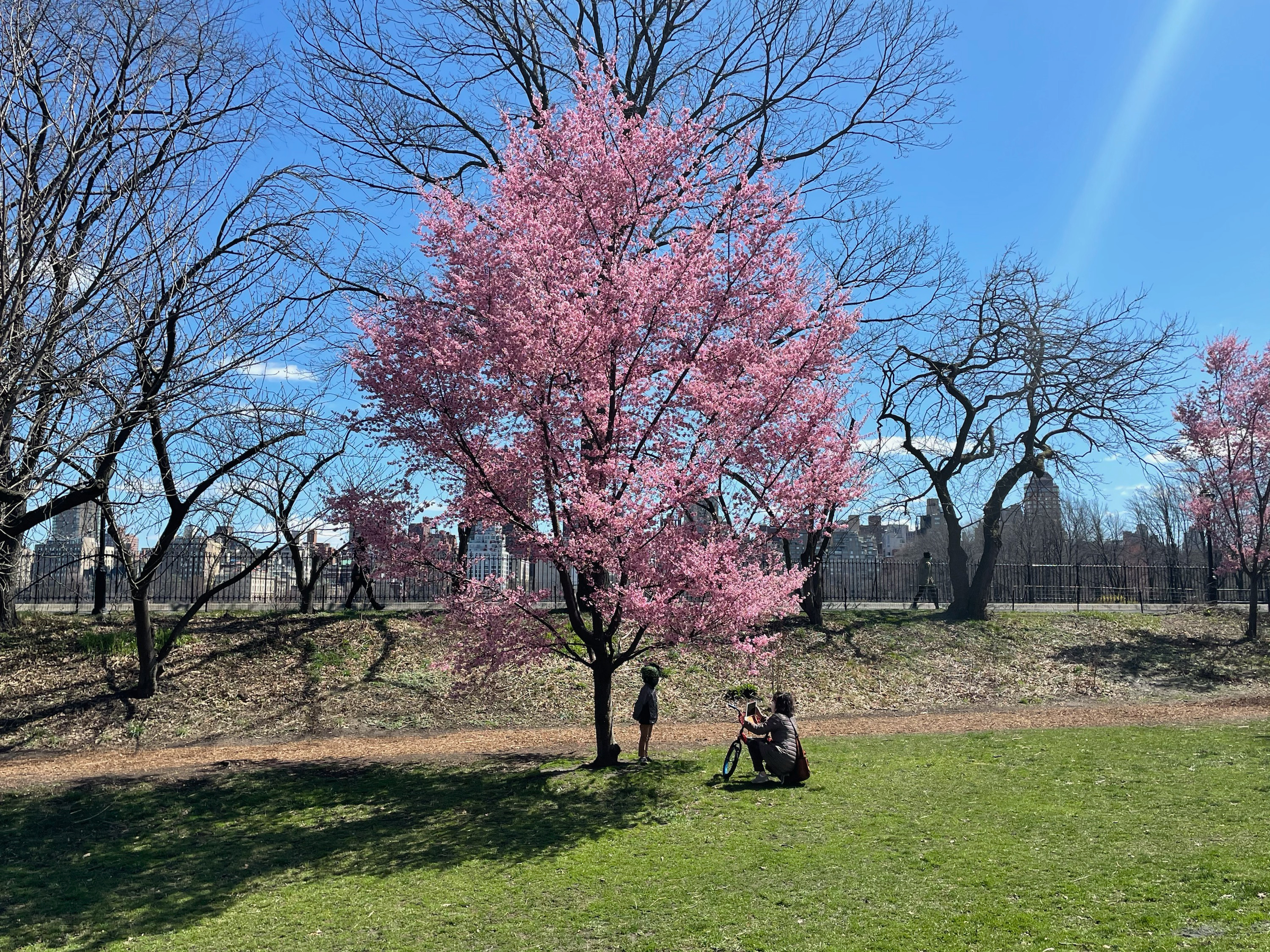 Cherry Blossom Trees Have Started Blooming Around NYC