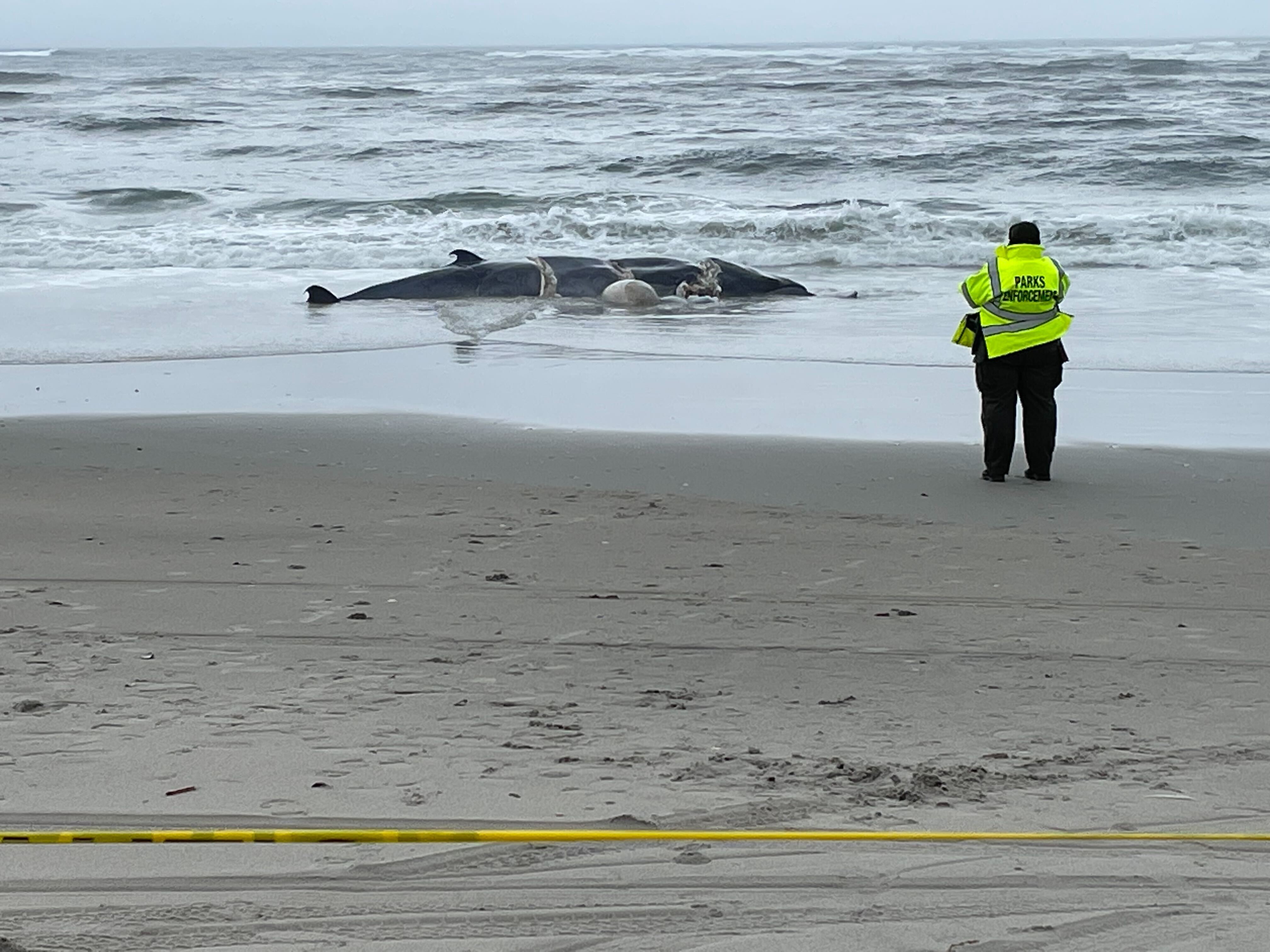 Another dead whale spotted in Far Rockaway