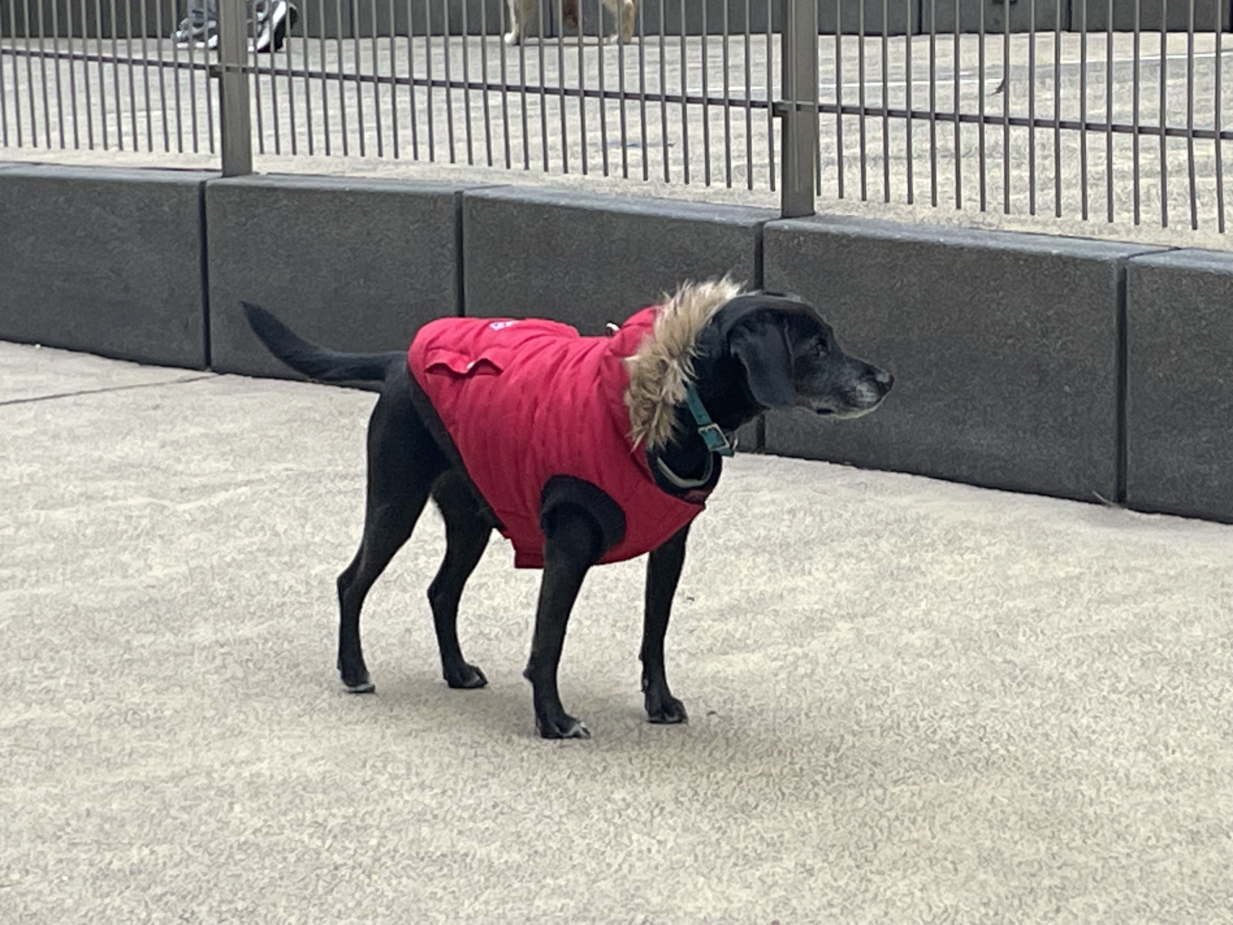 Should NYC compost its tons of dog poop? One neighborhood is trying it.