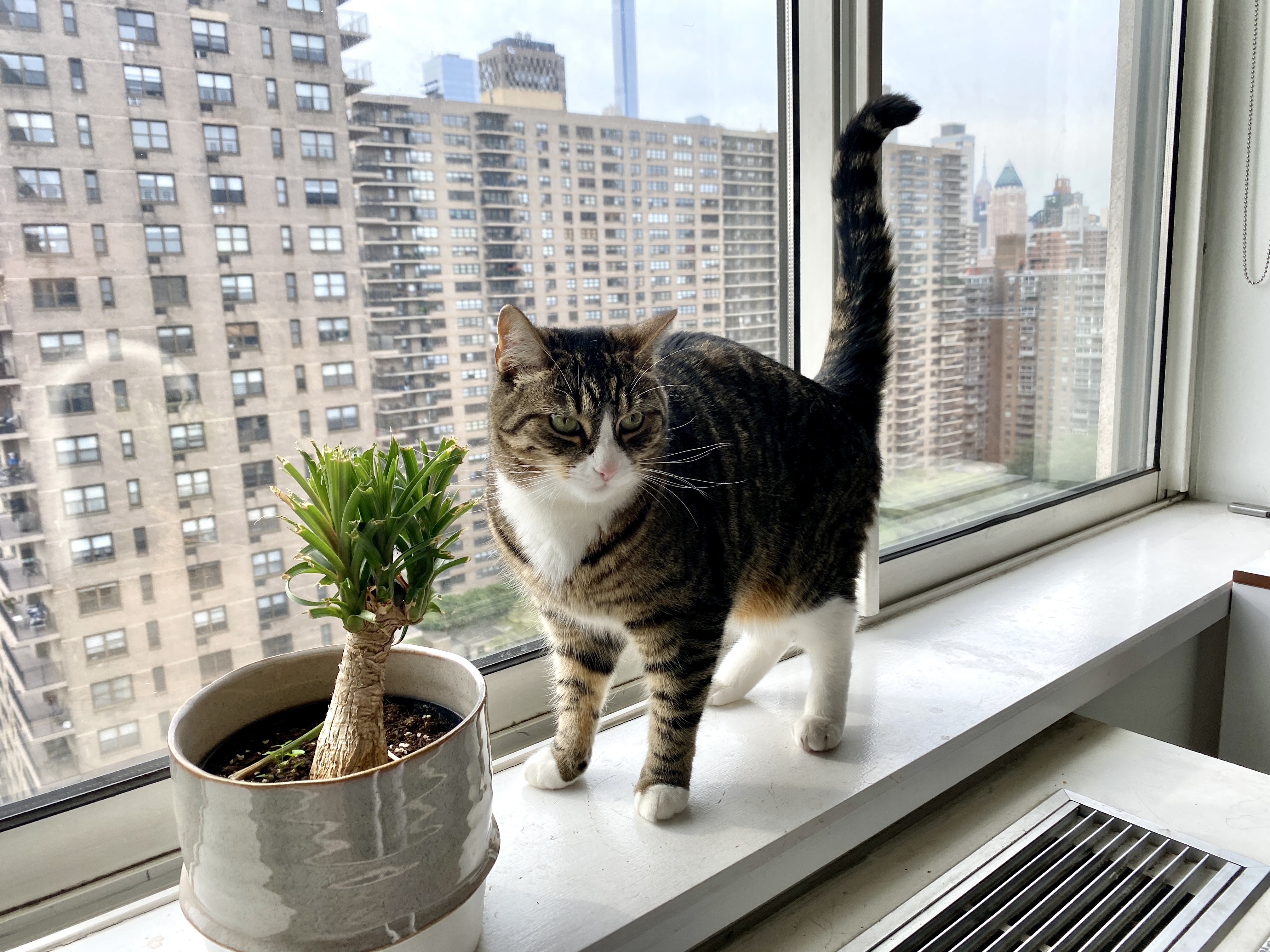 Early Addition: More And More, Cats Are Attacking Houseplants