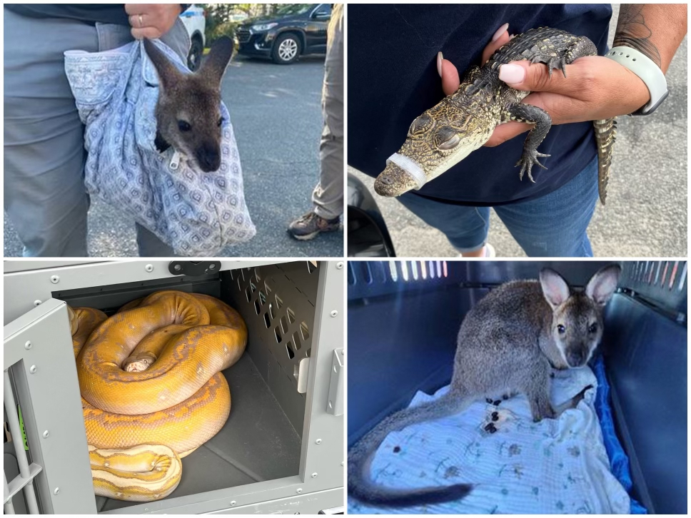 Anticipating influx of wallabies seized from NYC, LI animal shelter builds marsupial enclosure