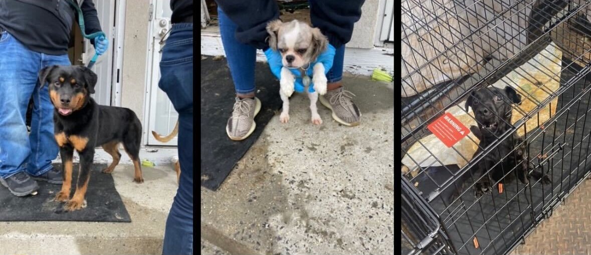 Over a dozen pets found in neglected condition at Queens home: NYPD