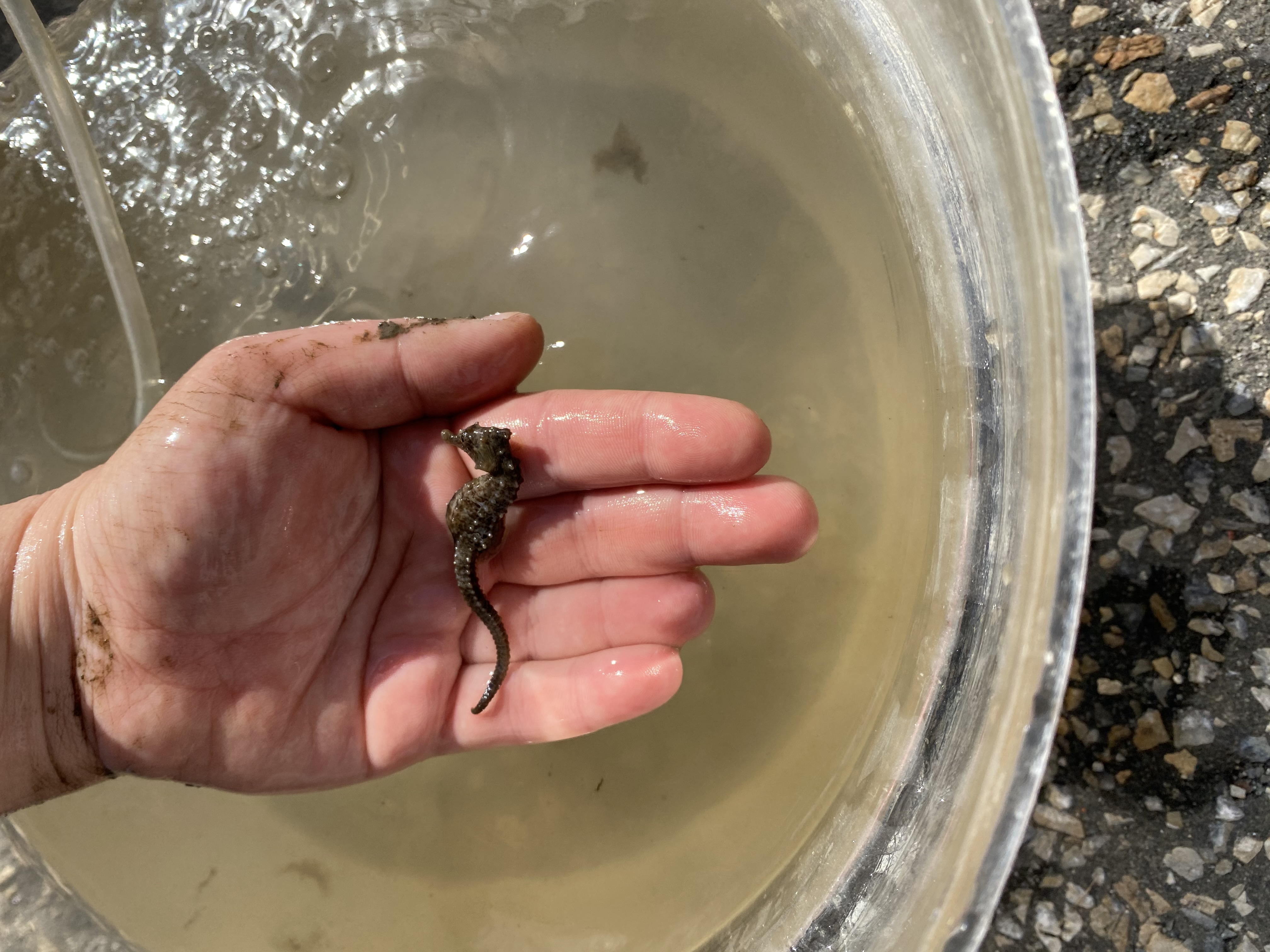 Seahorse Spotted In The Hudson River, Marking Yet Another Hopeful Sign Of Spring Seahorse Spotted In The Hudson River, Marking Yet Another Hopeful Sign Of Spring