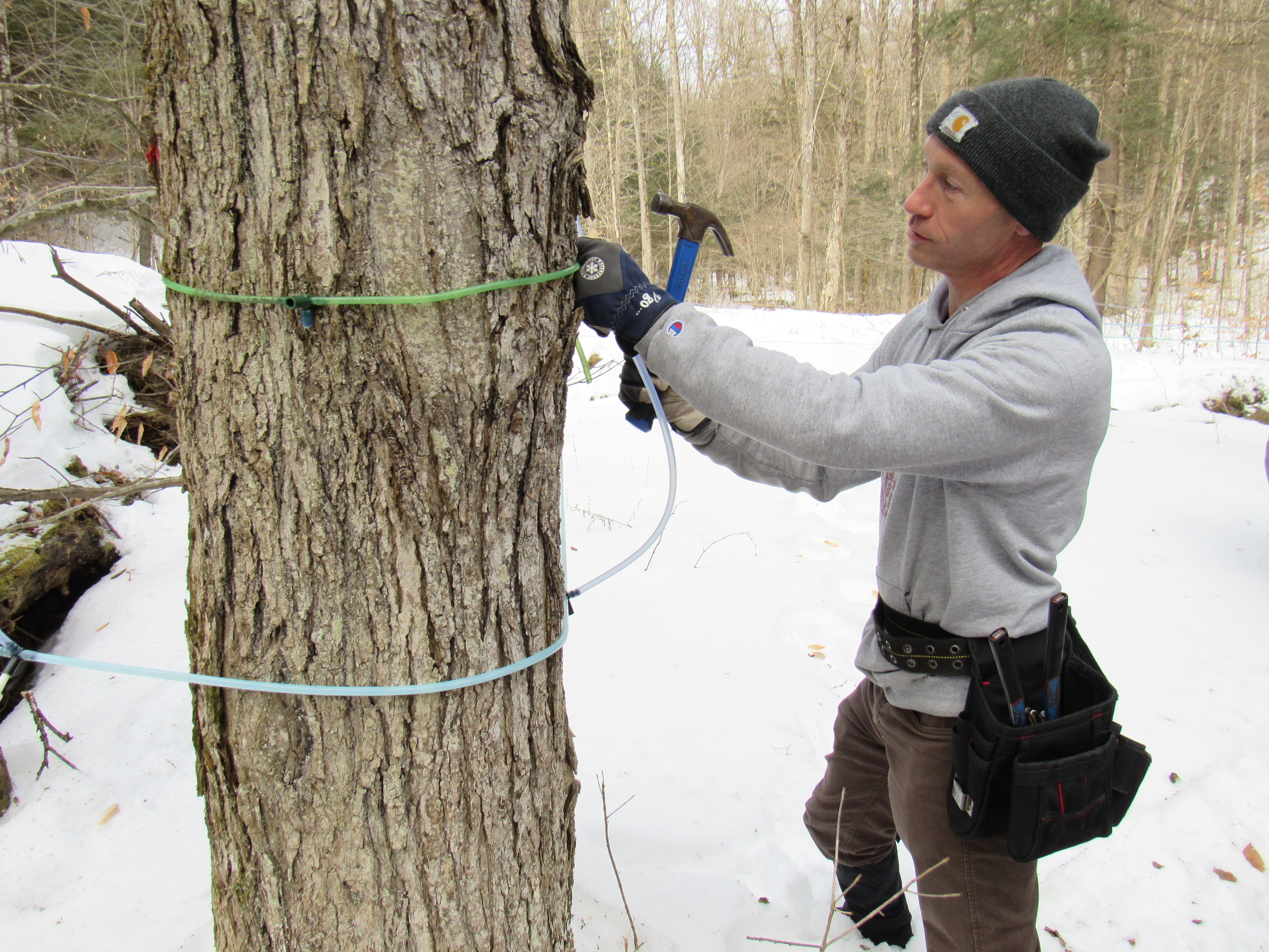 How climate change is making maple syrup less sweet&mdash;and sapping production in NY, NJ