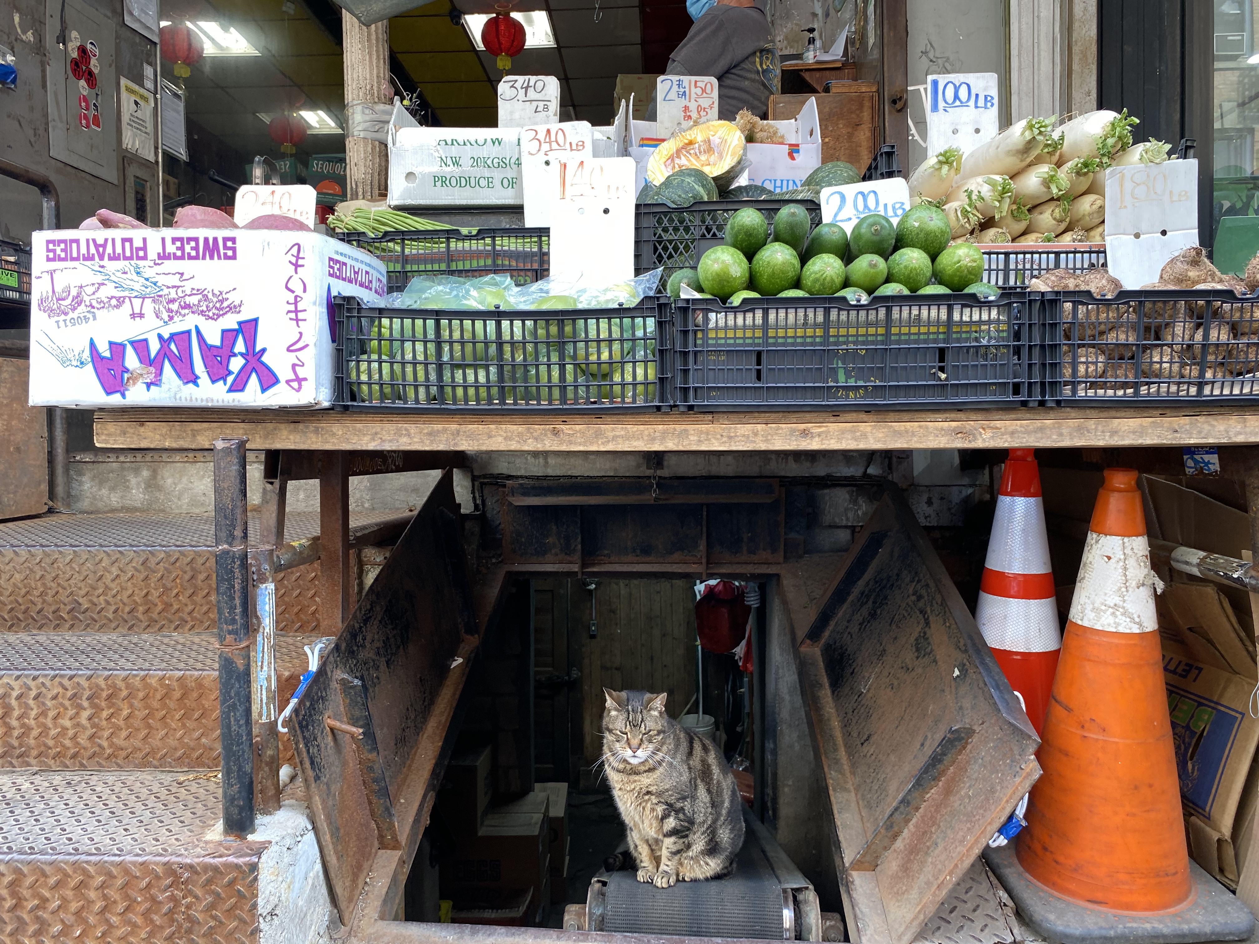 A cat on a conveyor belt in Chinatown