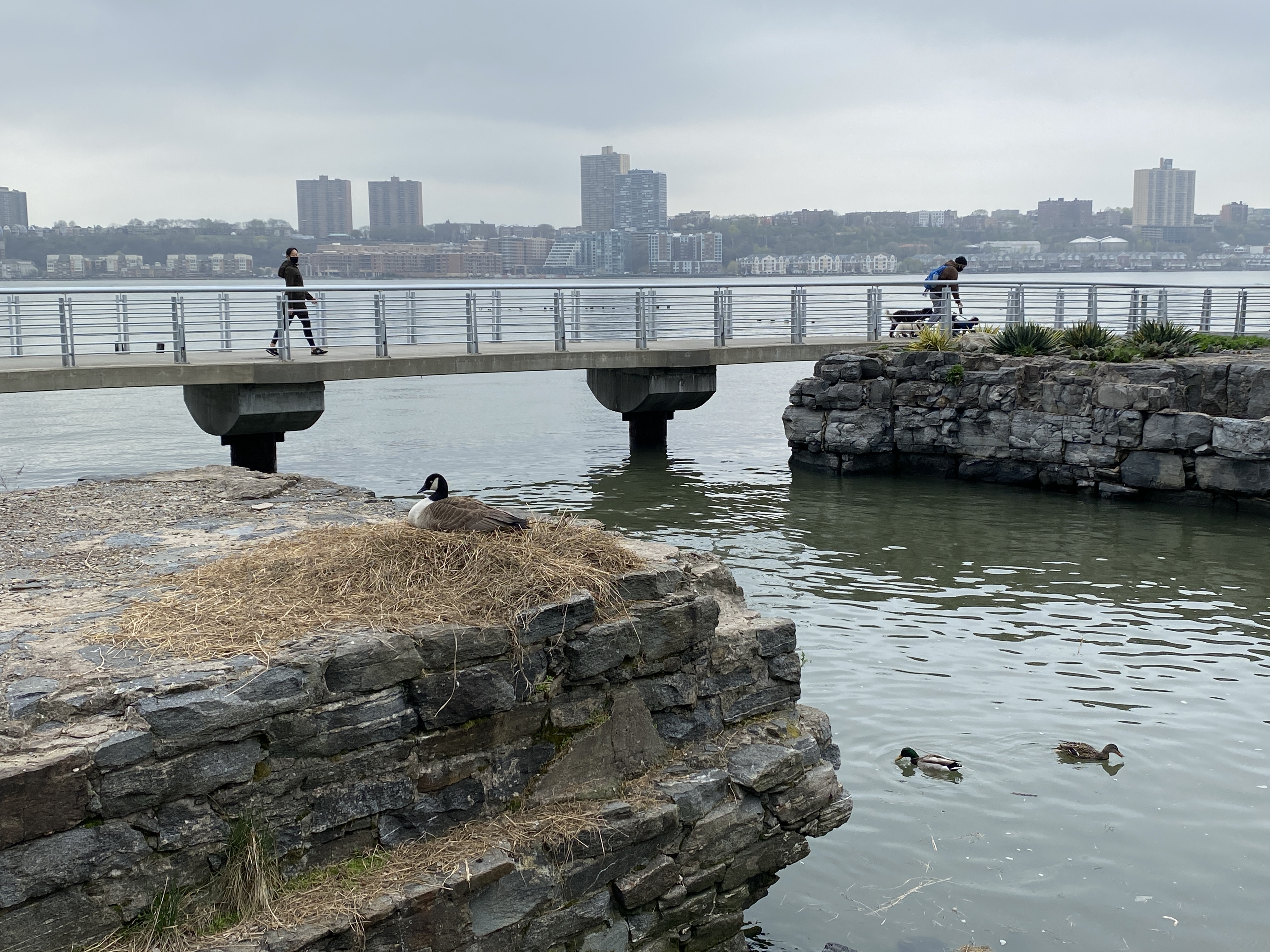 Runners on a path and a goose in a nest on an island in a cove off Riverside Park South
