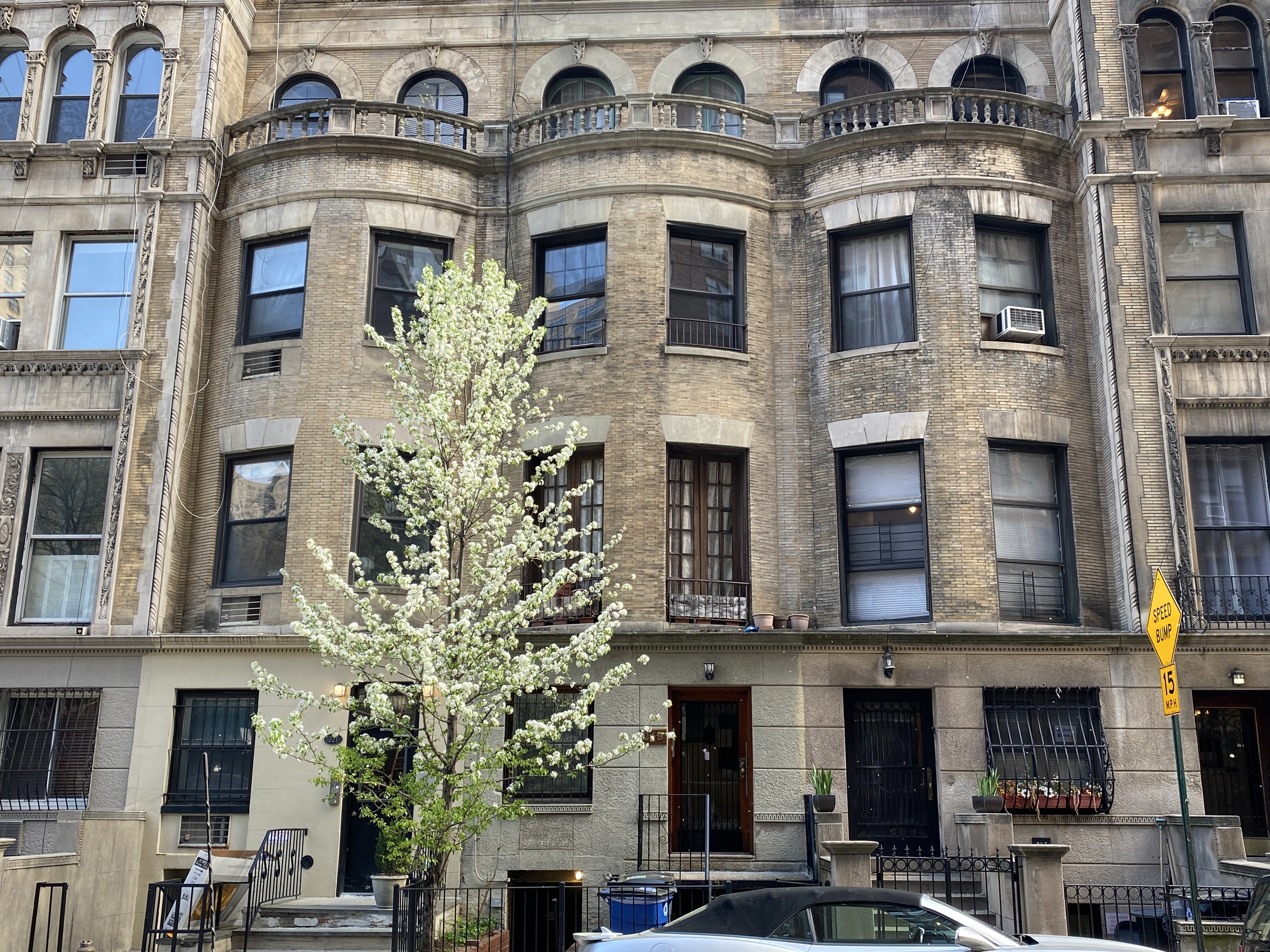 A flowering tree on an Upper West Side street with townhouses in the background