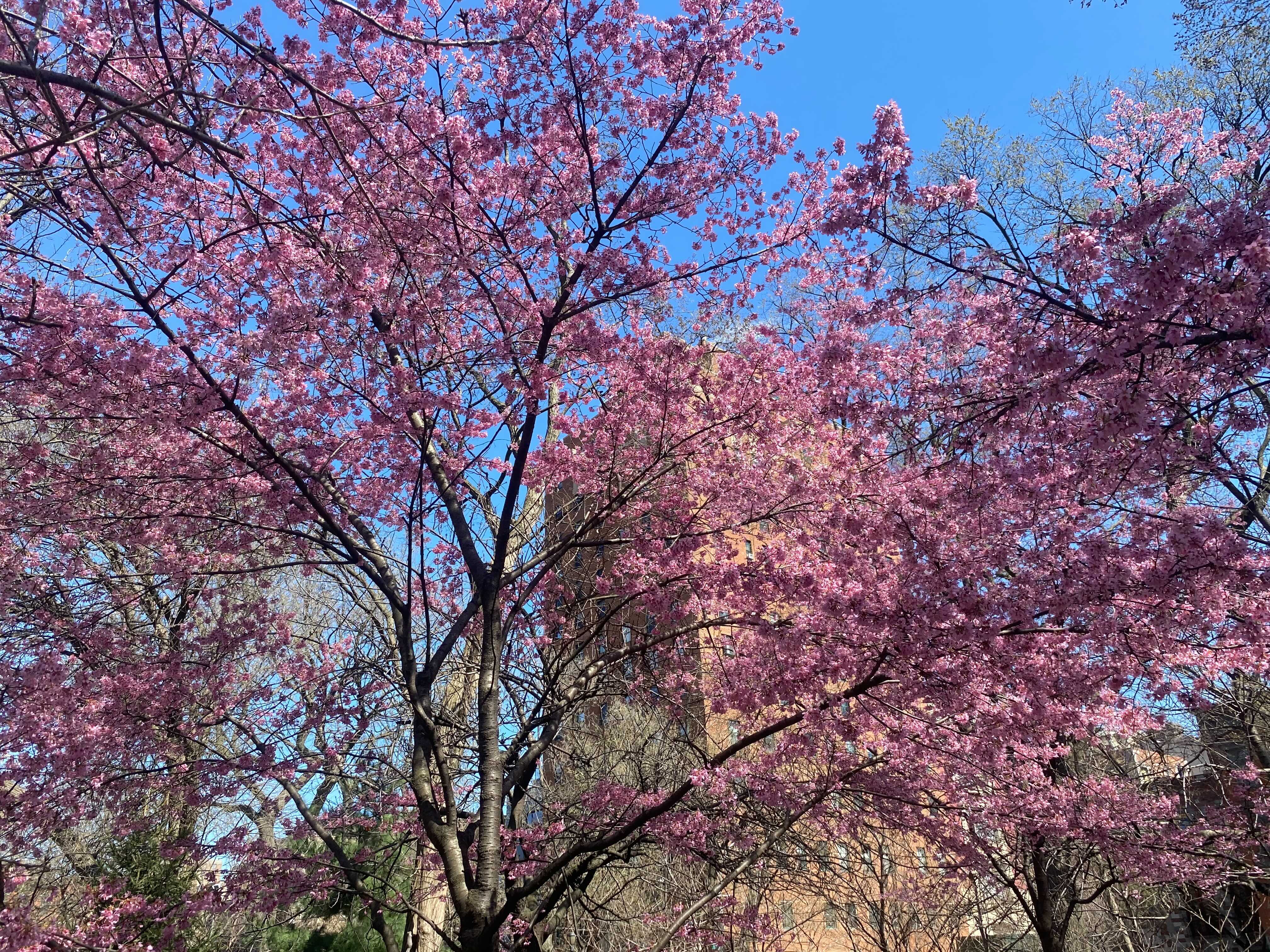 Cherry Blossom Trees Have Started Blooming Around Nyc Gothamist