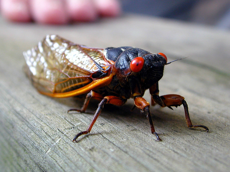 Brood X Cicadas May Be Going Extinct In NY, NJ and CT
