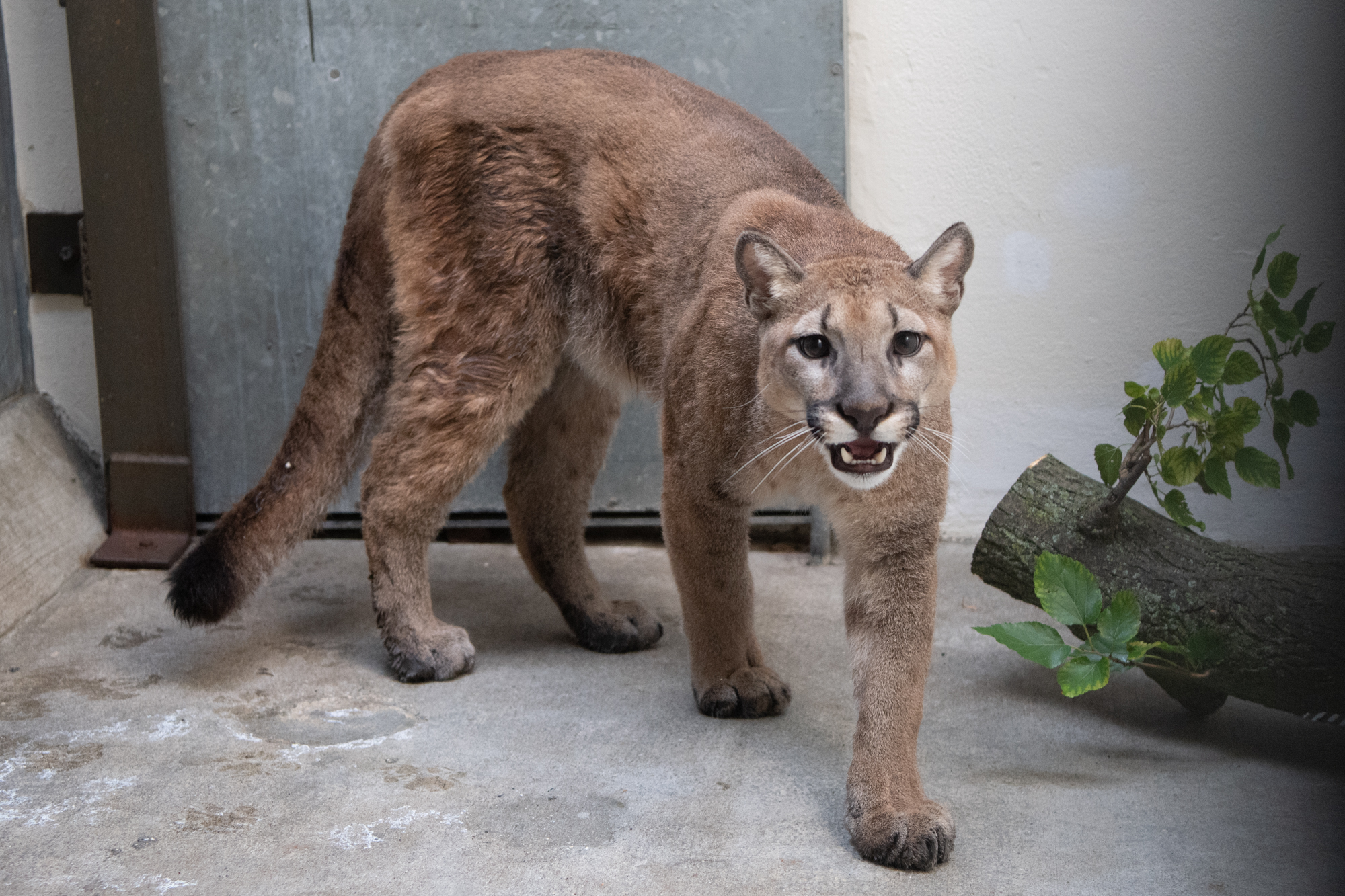 80-Pound Cougar Cub Removed From Bronx Apartment