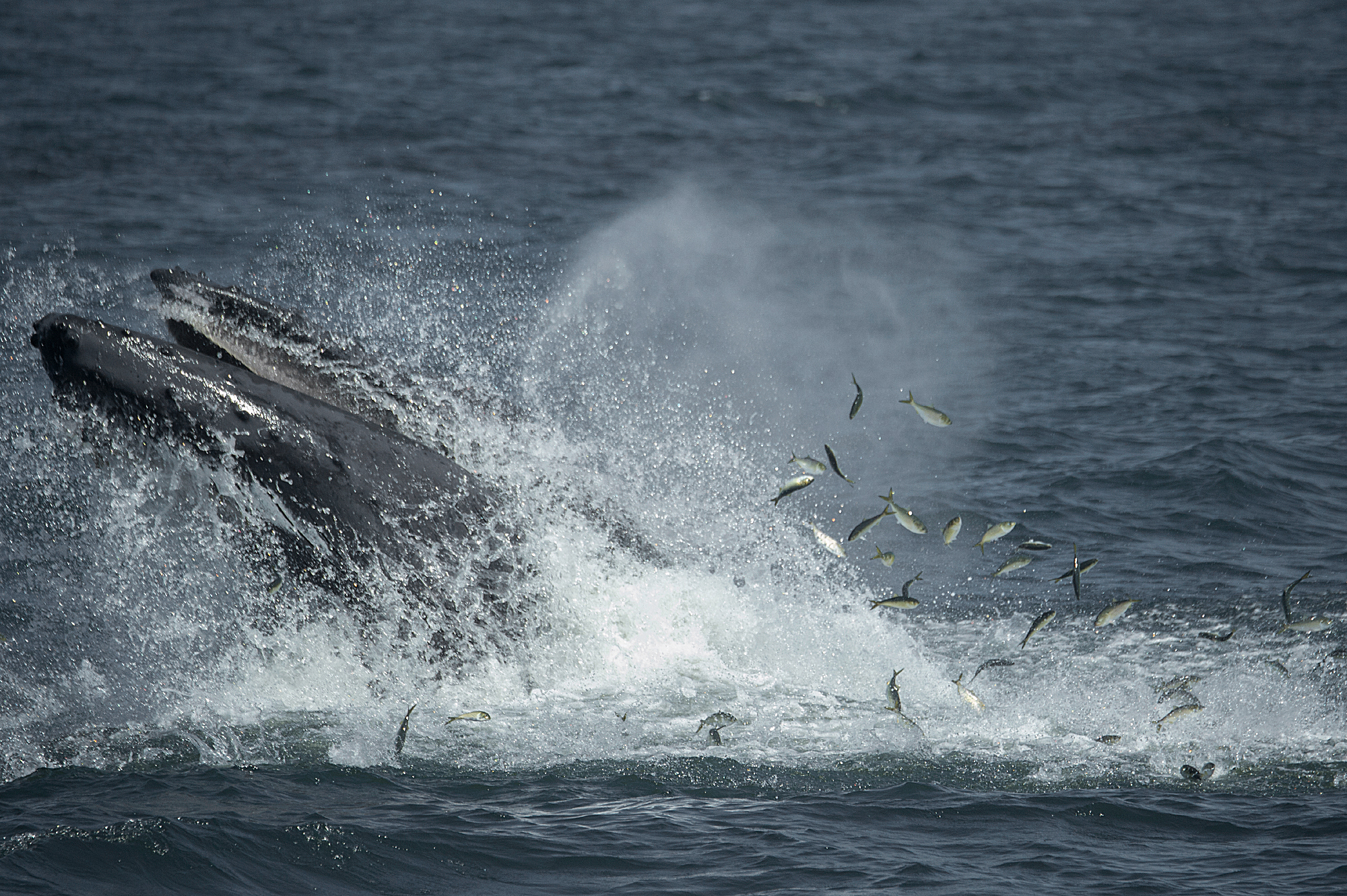 Humpbacks Caught Singing In NY Waters Raise New Mysteries About Their Lifestyles