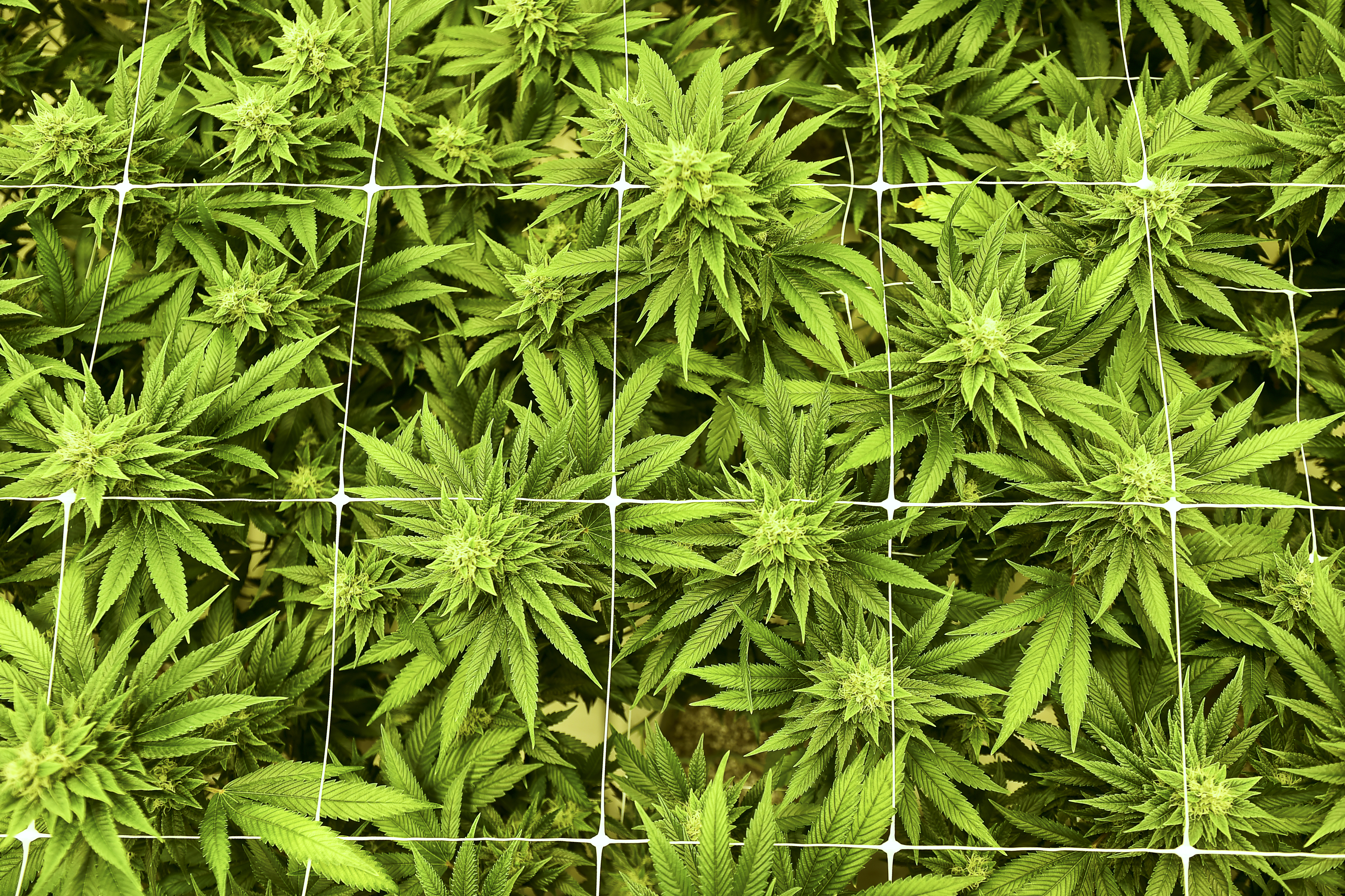 NJ delays sales of recreational cannabis again, but approves first batch of companies NJ delays sales of recreational cannabis again, but approves first batch of companies