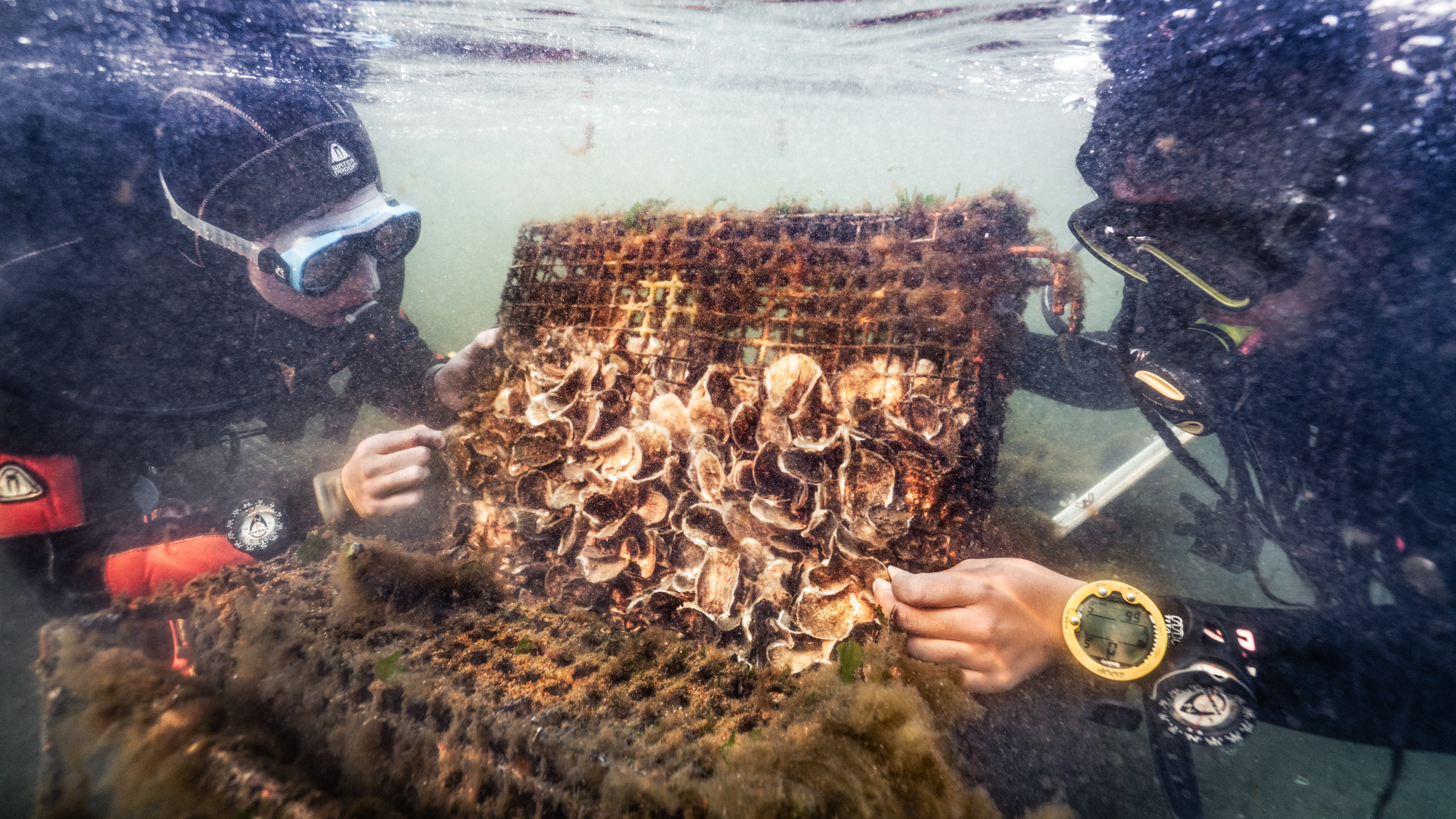 New York Harbor School charts expansion as it teaches next generation of ocean stewards