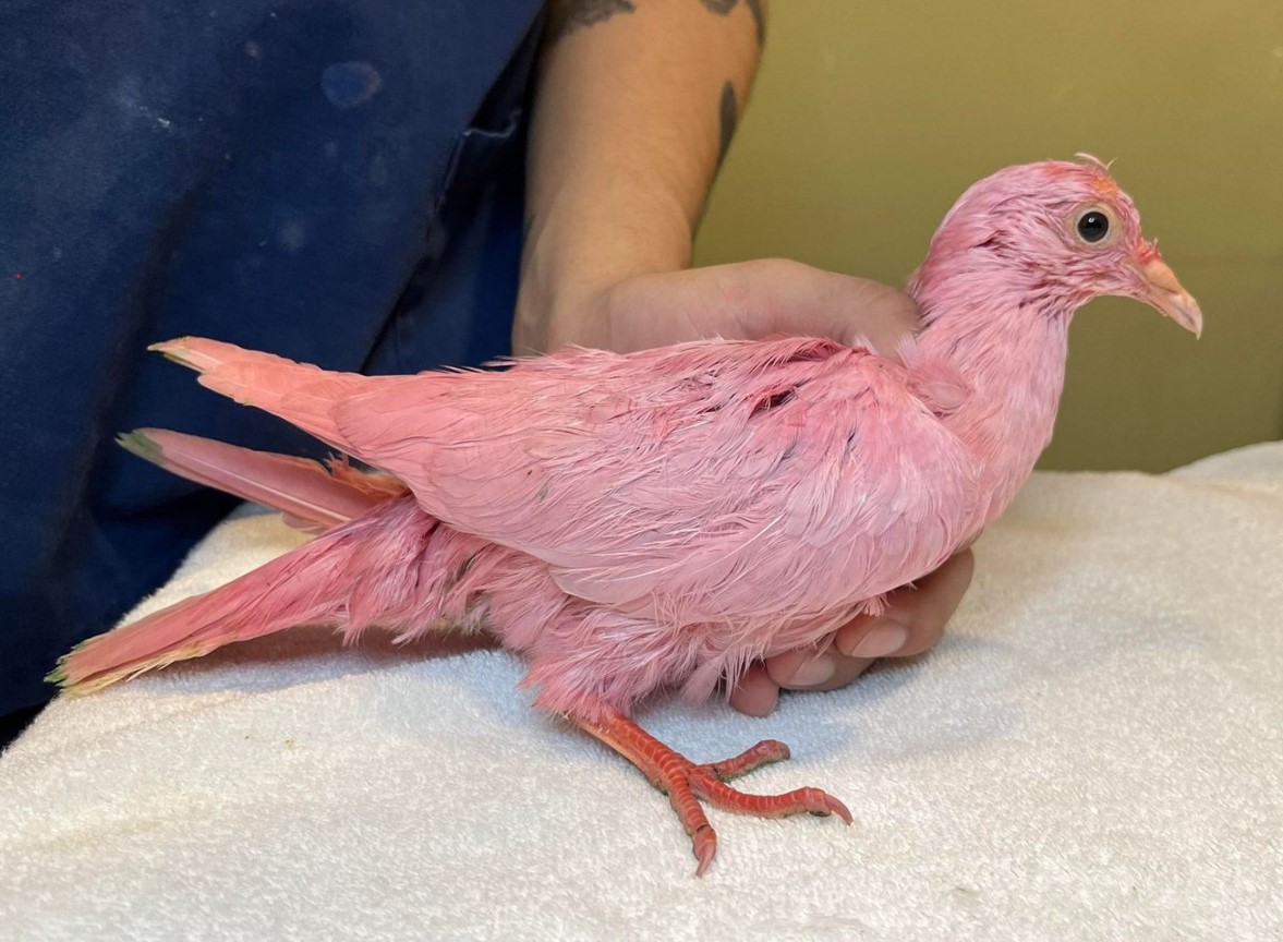 Mysterious pink pigeon rescued from Madison Square Park