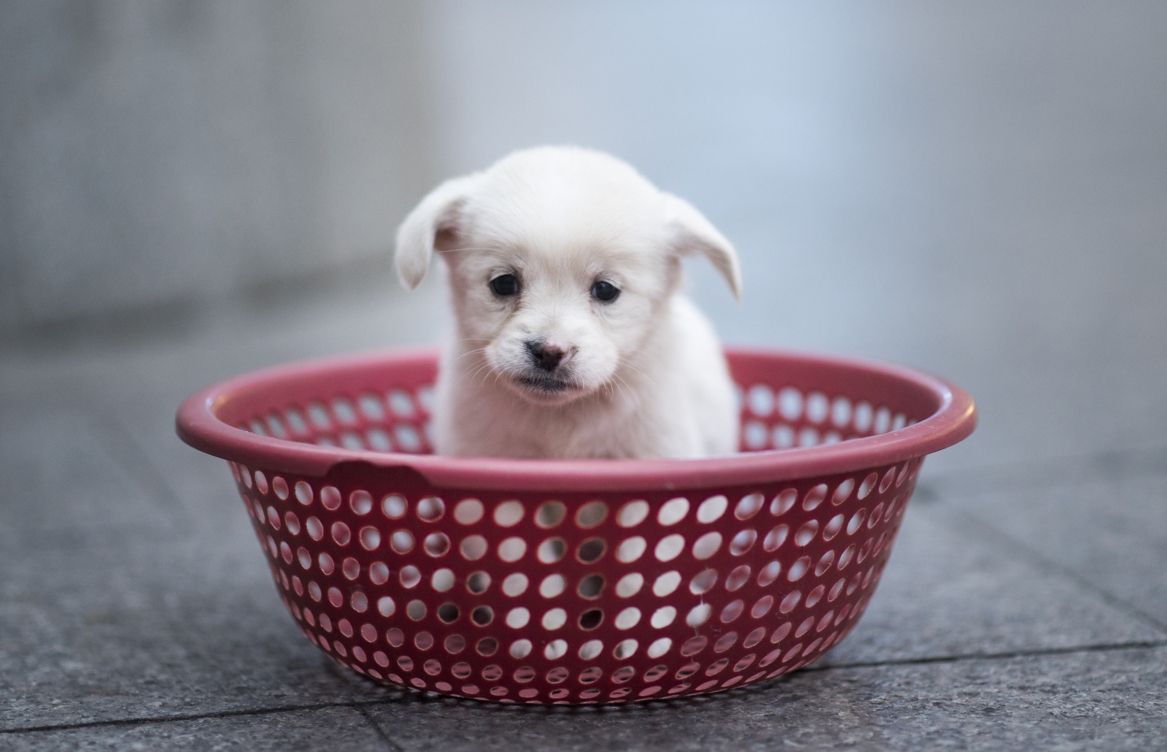 Big Win: New York Passes Bill to End the Retail Sale of Dogs, Cats and  Rabbits in Pet Stores!