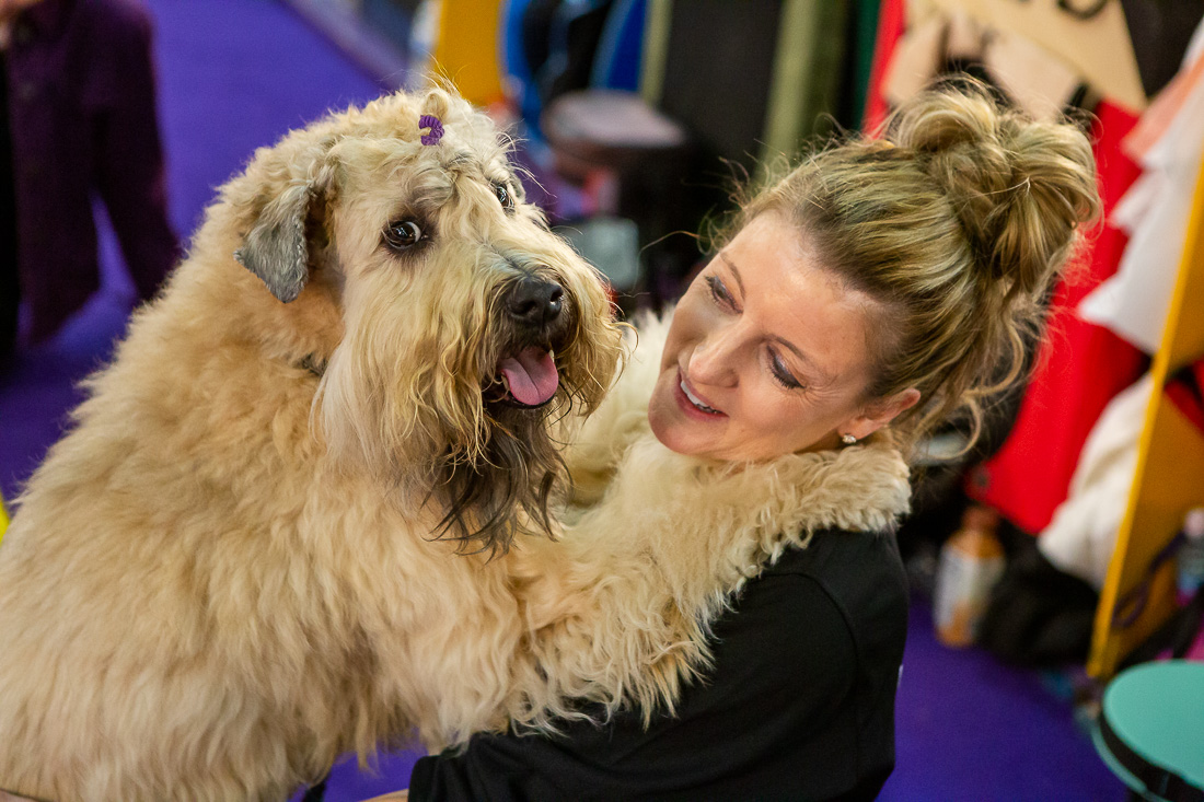 Westminster dog show wheaten hot sale terrier