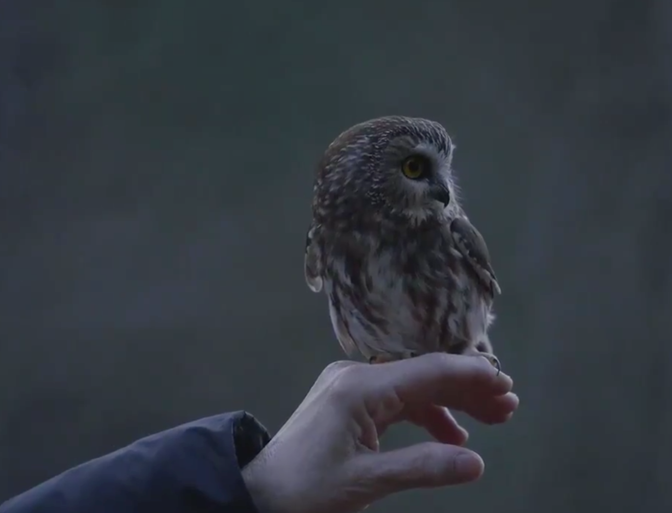 Cinematic Masterpiece Shows Rockefeller The Owl Being Released Into The Wild