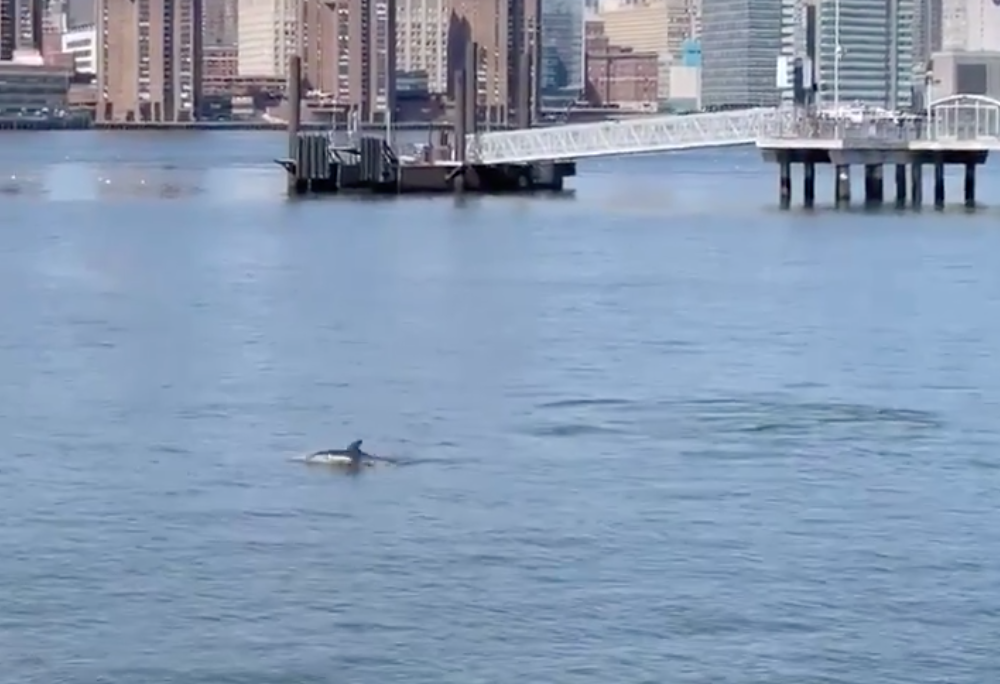 Three Dolphins Spotted Frolicking In East River Near Greenpoint
