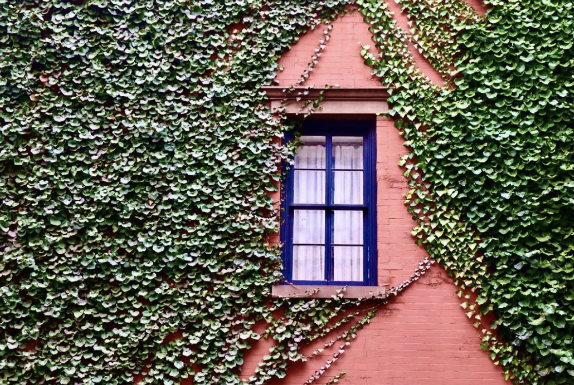 pink brick home in west village with ivy