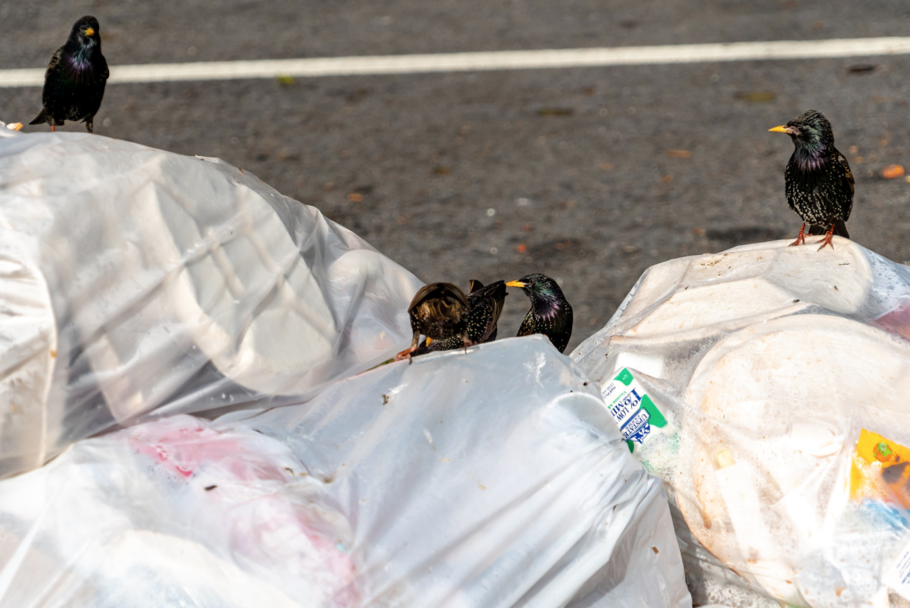 NYC Will Restore More Garbage Collection Services For Spring Cleaning Push