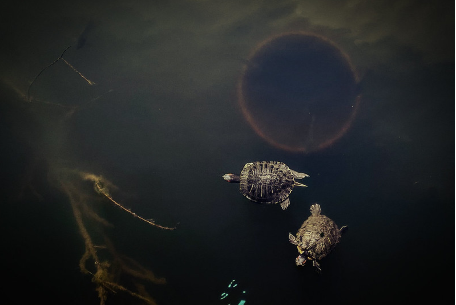 Turtles float in brackish water in Brooklyn.