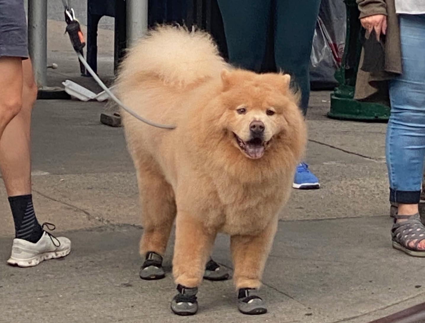 A photo of a dog in SHOES