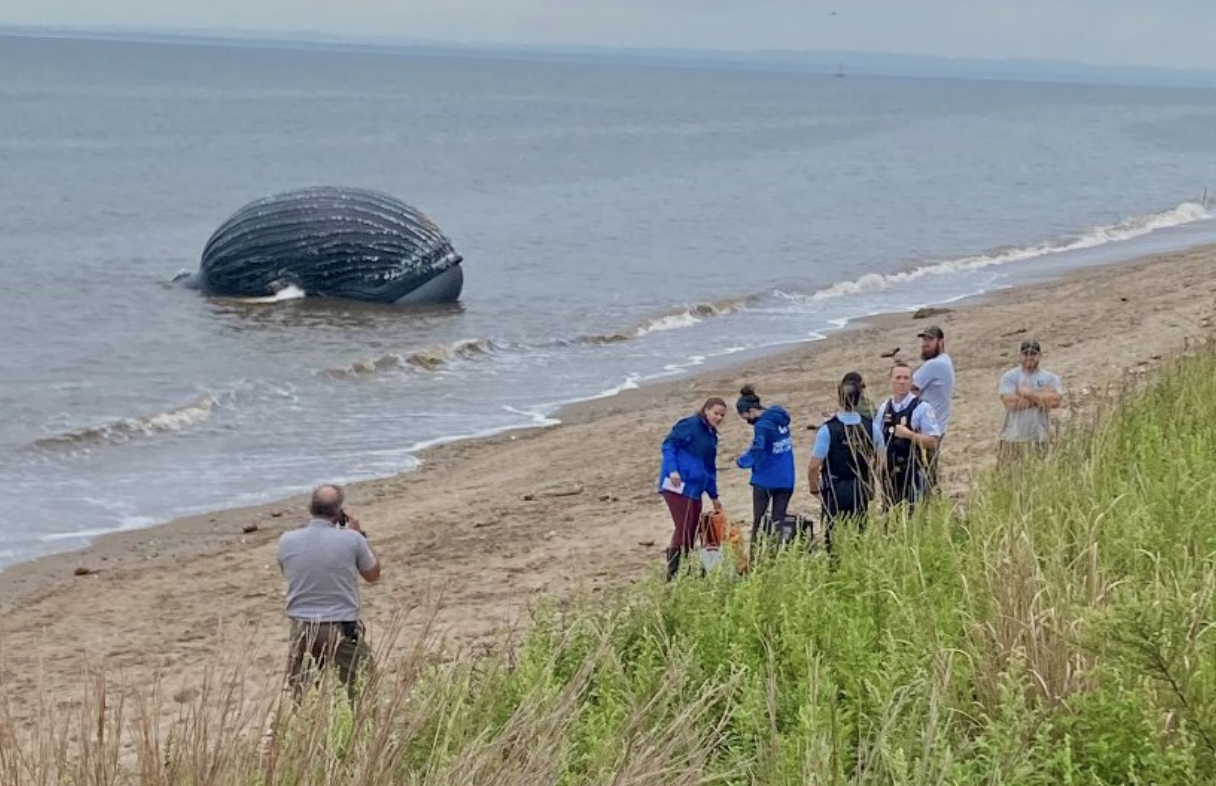 Dead Humpback Whale Washes Ashore On Staten Island