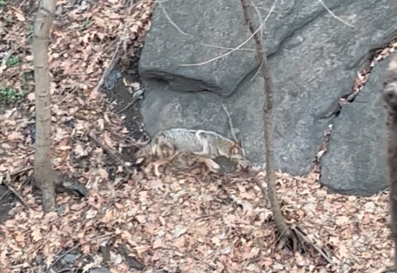 Coyote spotted wandering around Fort Tryon Park
