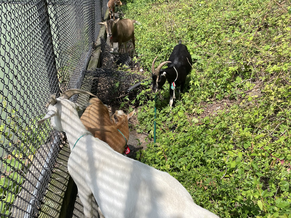 Extra Extra: Which Riverside Park goat will be crowned GOAT?