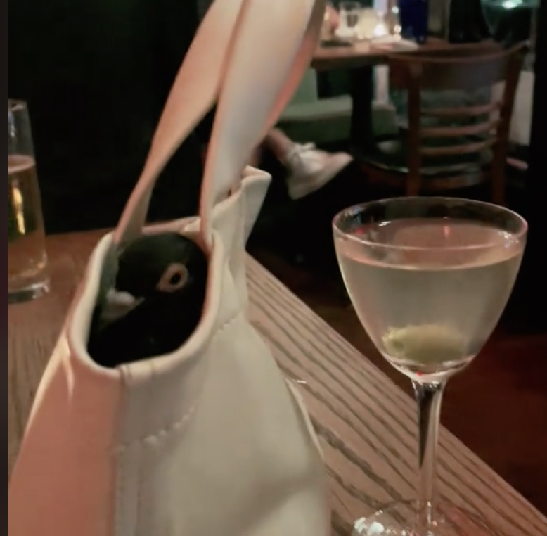 Early Addition: A TikTok influencer rescued a pigeon and trained it to go out to nice restaurants